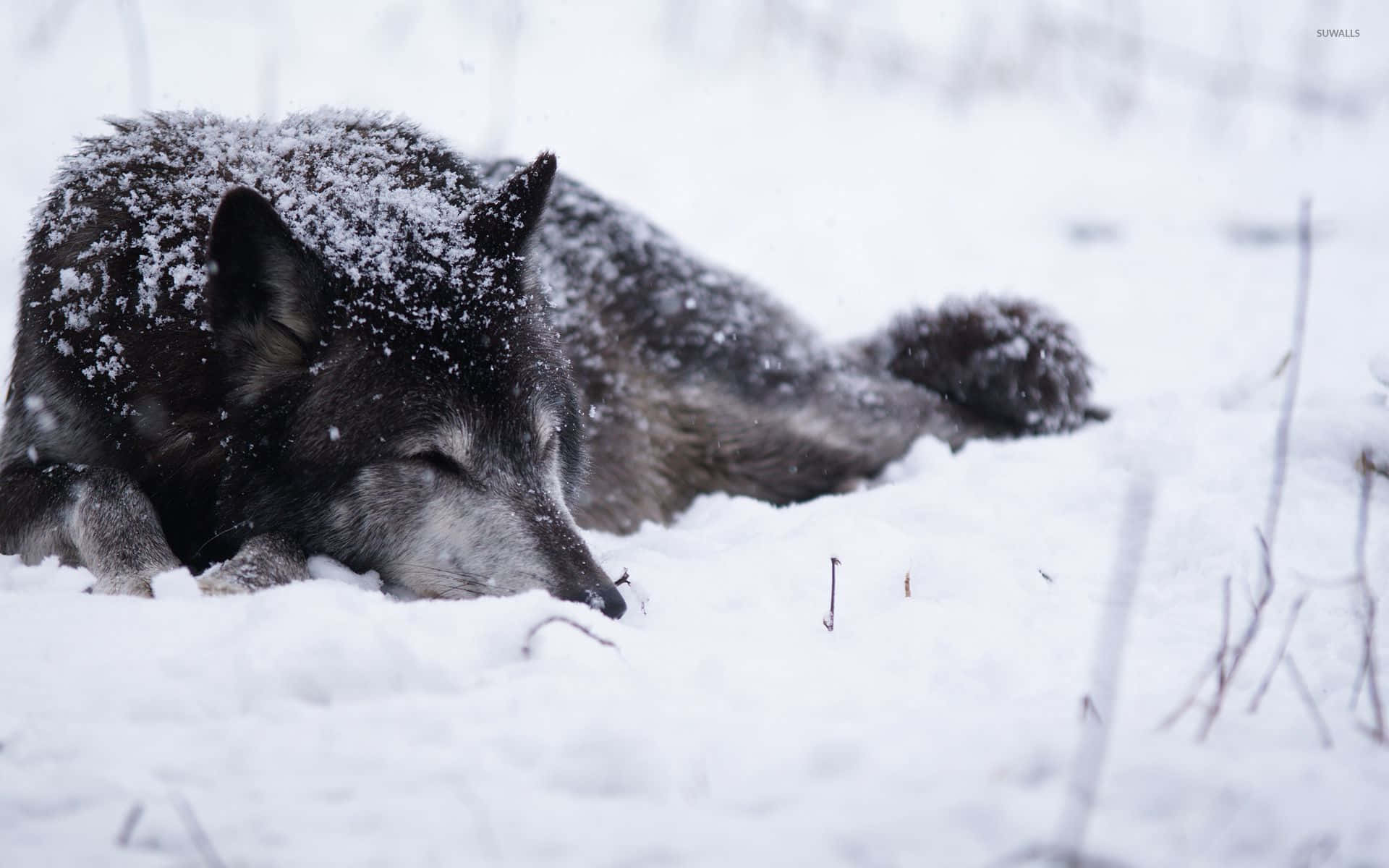 Wolf In Snow 桌布 壁紙 — 一頭灰狼在深雪中平靜地休息，雪花灑落在牠的毛髮上，雙眼緊閉，享受著寧靜的冬日安詳。