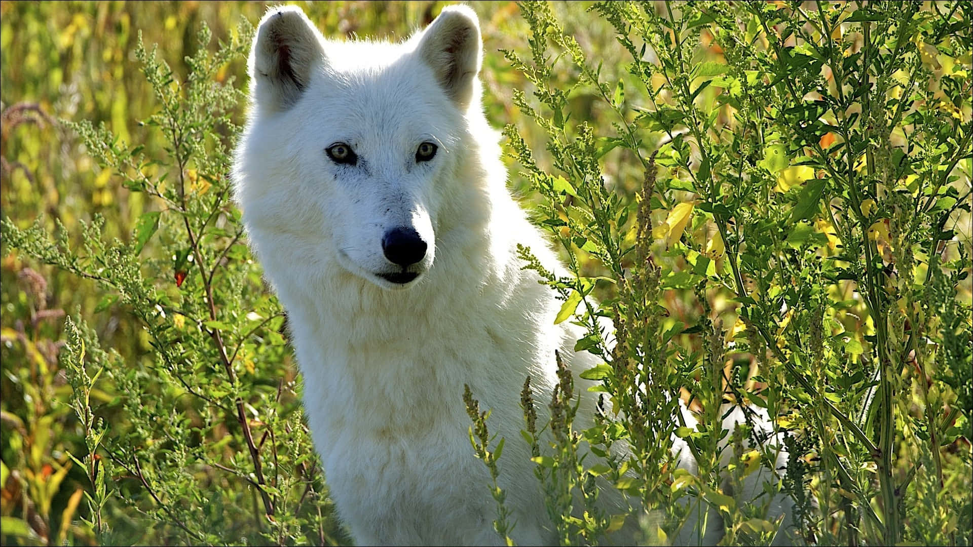 Wolf In Summer 桌布 壁紙 — 一頭純白的狼，眼神銳利，在自然環境中透過陽光照射的綠色和黃色樹葉凝視著。