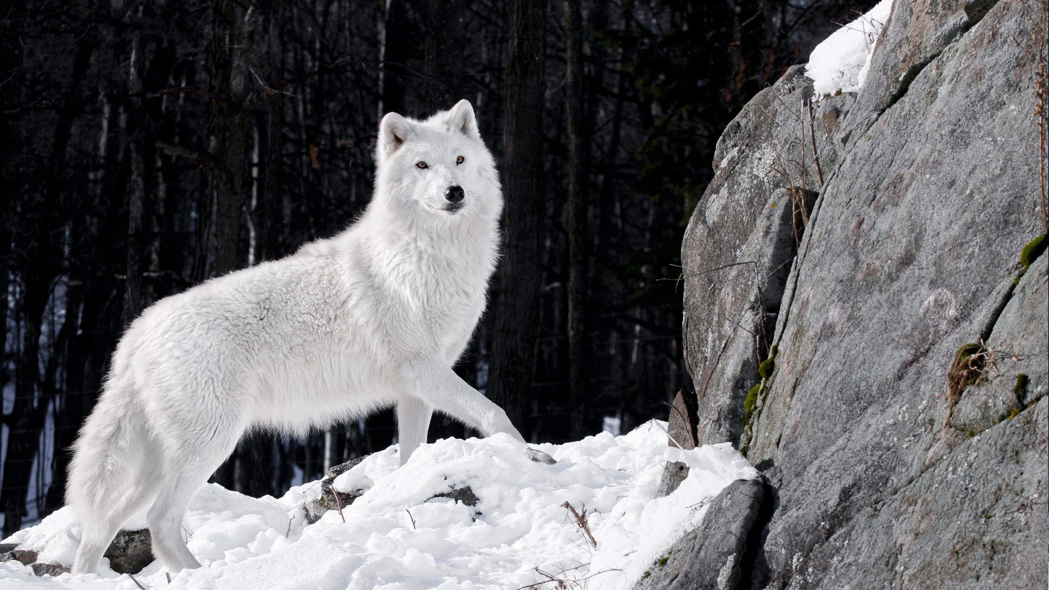 Alpha Wolf 桌布 壁紙 — 一頭純白的狼在嚴冬森林中，警覺地站在積雪的地面上，旁邊是一塊崎嶇的岩石。