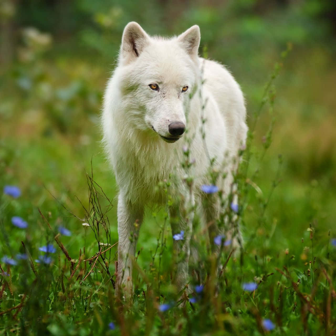 Arctic Wolf 桌布 壁紙 — 一頭純白的狼在陽光明媚、點綴著藍色野花和茂盛綠草的草地上警覺地站著。