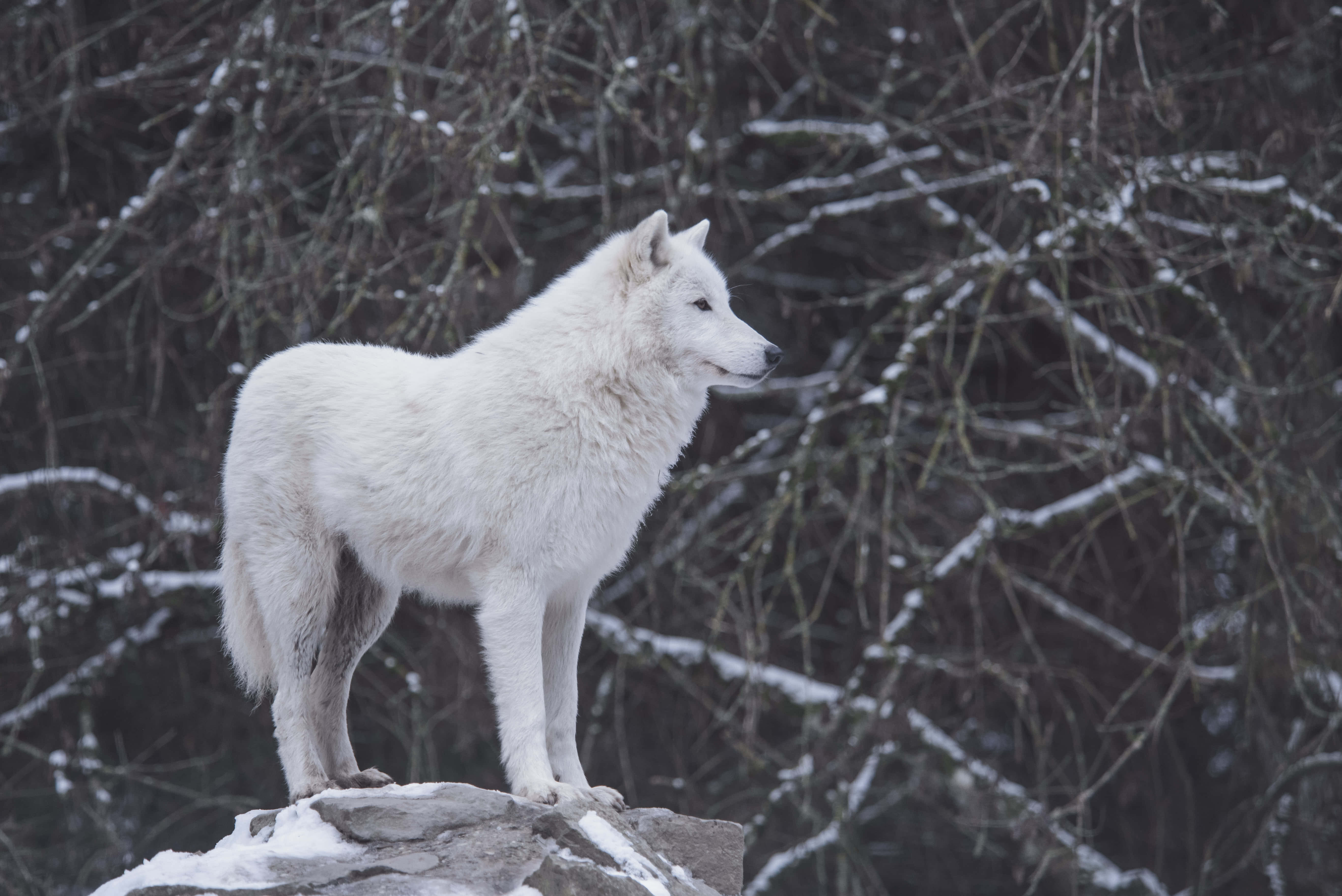 White Wolf 桌布 壁紙 — 一頭純白的狼警覺地站在灑滿雪的岩石上，背景是光禿禿的冬季樹枝。