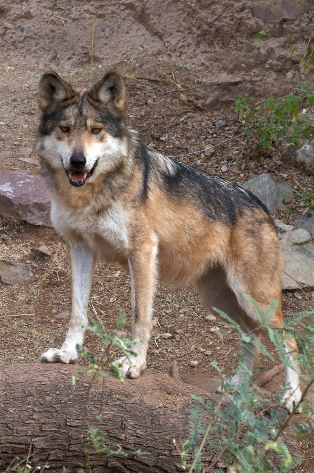 Mexican Wolf 桌布 壁紙 — 一頭野狼在岩石地形上警覺地站立，周圍是乾燥的泥土和稀疏的綠植，在明亮的日光下。