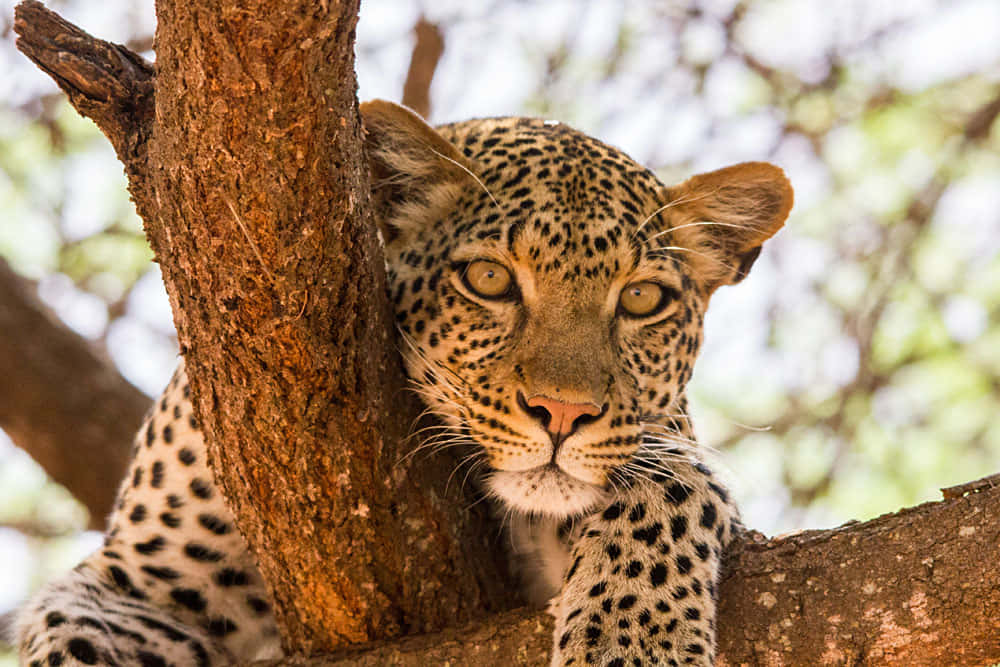 African Wildlife 桌布 壁紙 — 一頭金眼斑點豹在陽光明媚的稀樹草原上，從樹幹後專注地凝視。