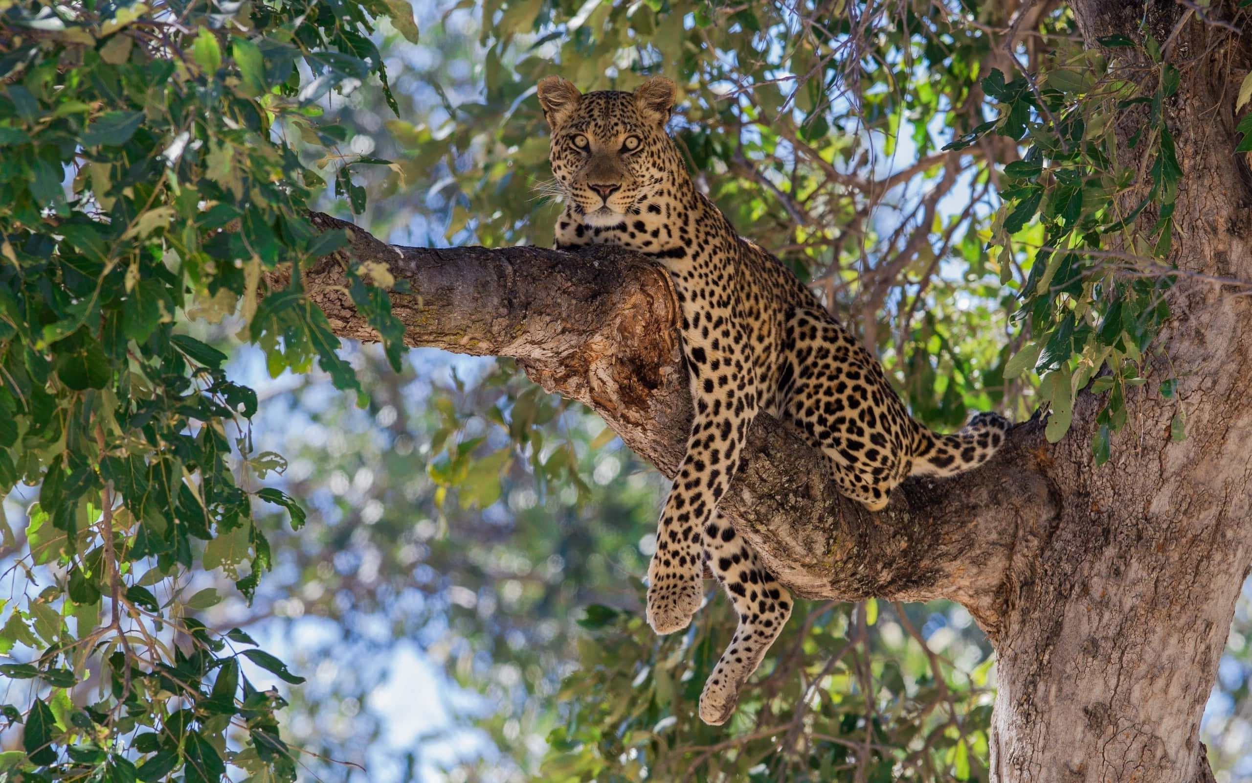 Wild Animals 桌布 壁紙 — 一頭金色斑點皮毛的豹子在明媚陽光下，警覺地棲息在茂密綠葉環繞的粗樹枝上休息。