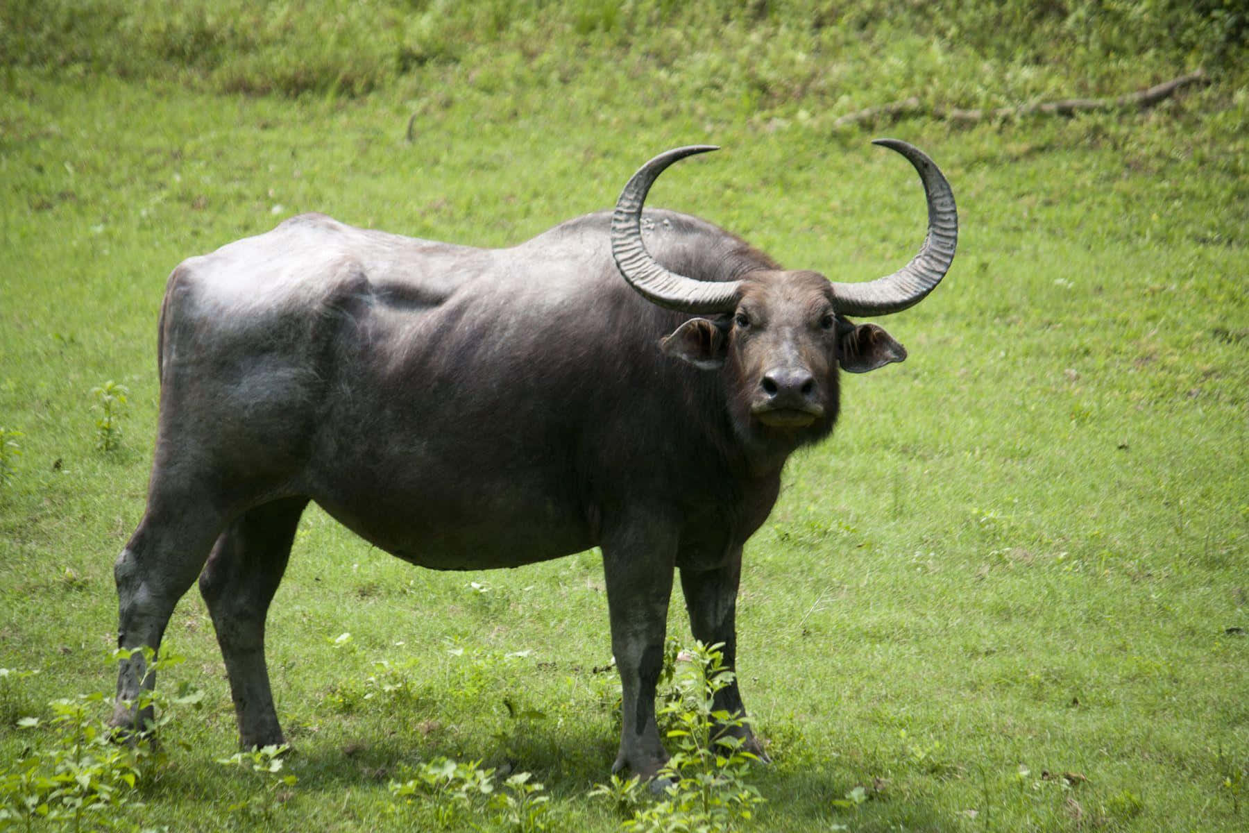 Water Buffalo 桌布 壁紙 — 一頭長有彎曲角的大水牛在陽光明媚的綠色草地和野生植物中警覺地站立。
