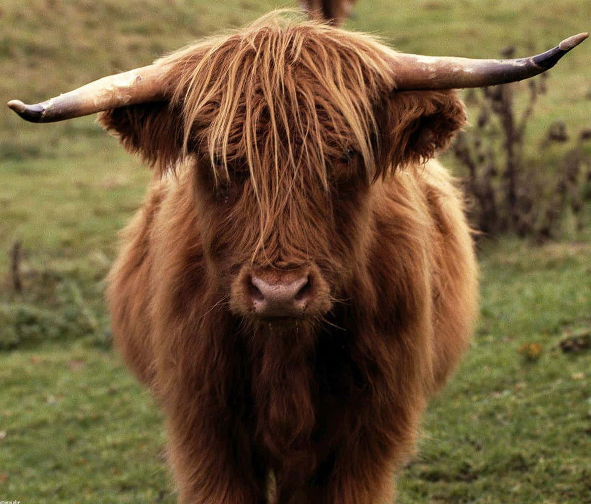Highland Cow 桌布 壁紙 — 一頭長有長而蓬鬆棕色毛髮和彎曲角的蘇格蘭高地牛站在草地上的特寫。