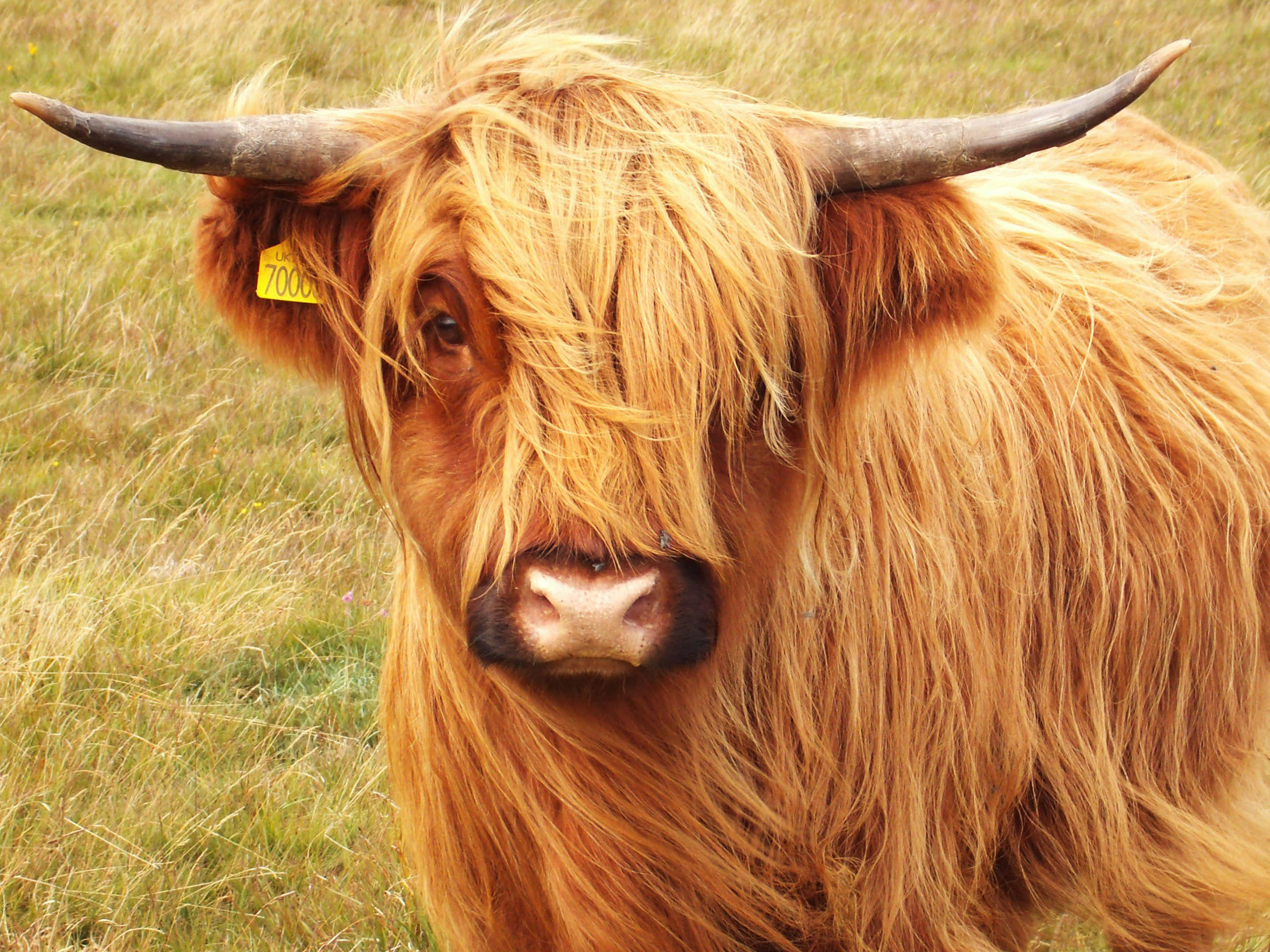 Highland Cow 桌布 壁紙 — 一頭長有長而蓬鬆金色毛髮和彎曲角的蘇格蘭高地牛站在草地上的特寫。