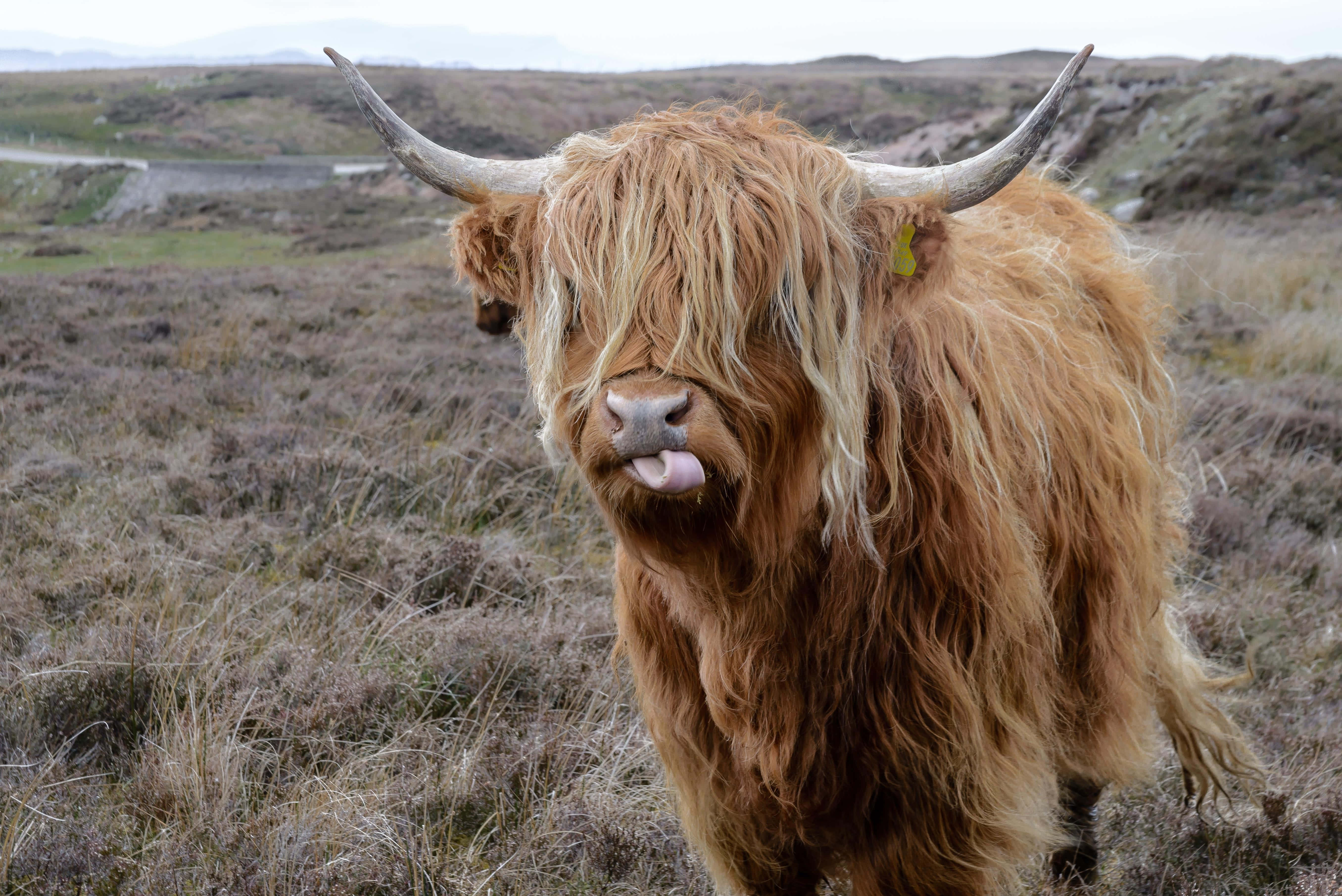 Highland Cow 桌布 壁紙 — 一頭長毛棕色高地牛，長有長角，在多雲天空下的草地沼澤伸出舌頭。