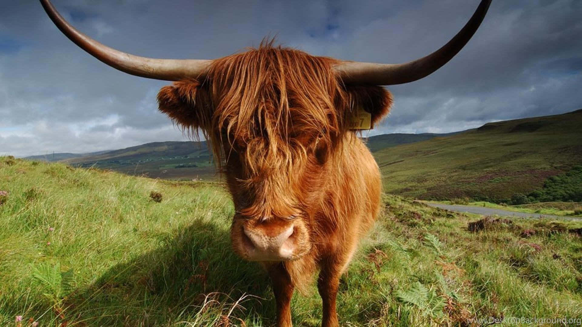 Highland Cow 桌布 壁紙 — 一頭雄偉嘅高地牛，長有彎曲長角同蓬鬆紅棕色毛髮，企喺多雲天空下嘅草地上。