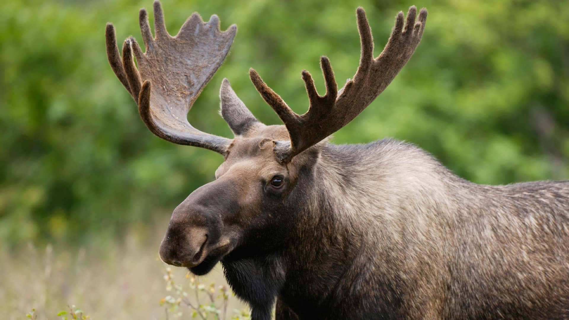 moose 桌布 壁紙 — 一頭雄偉的公駝鹿，長著巨大的鹿角，站在陽光明媚的森林空地中，周圍是茂密的綠色樹葉。