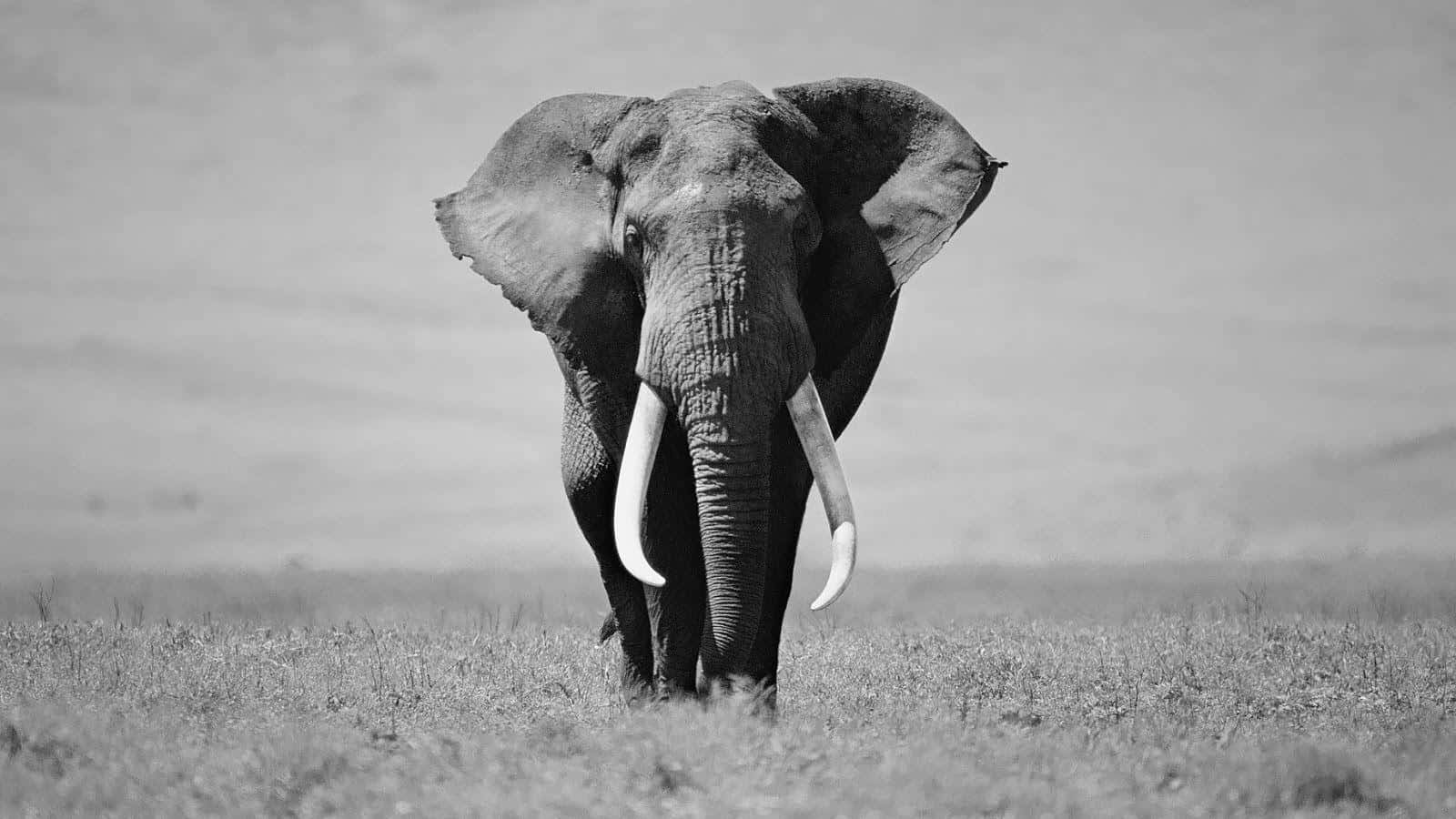 Black And White Animal 桌布 壁紙 — 一頭雄偉的大象在一片草地上向前邁步，呈現於一張引人注目的黑白照片中。