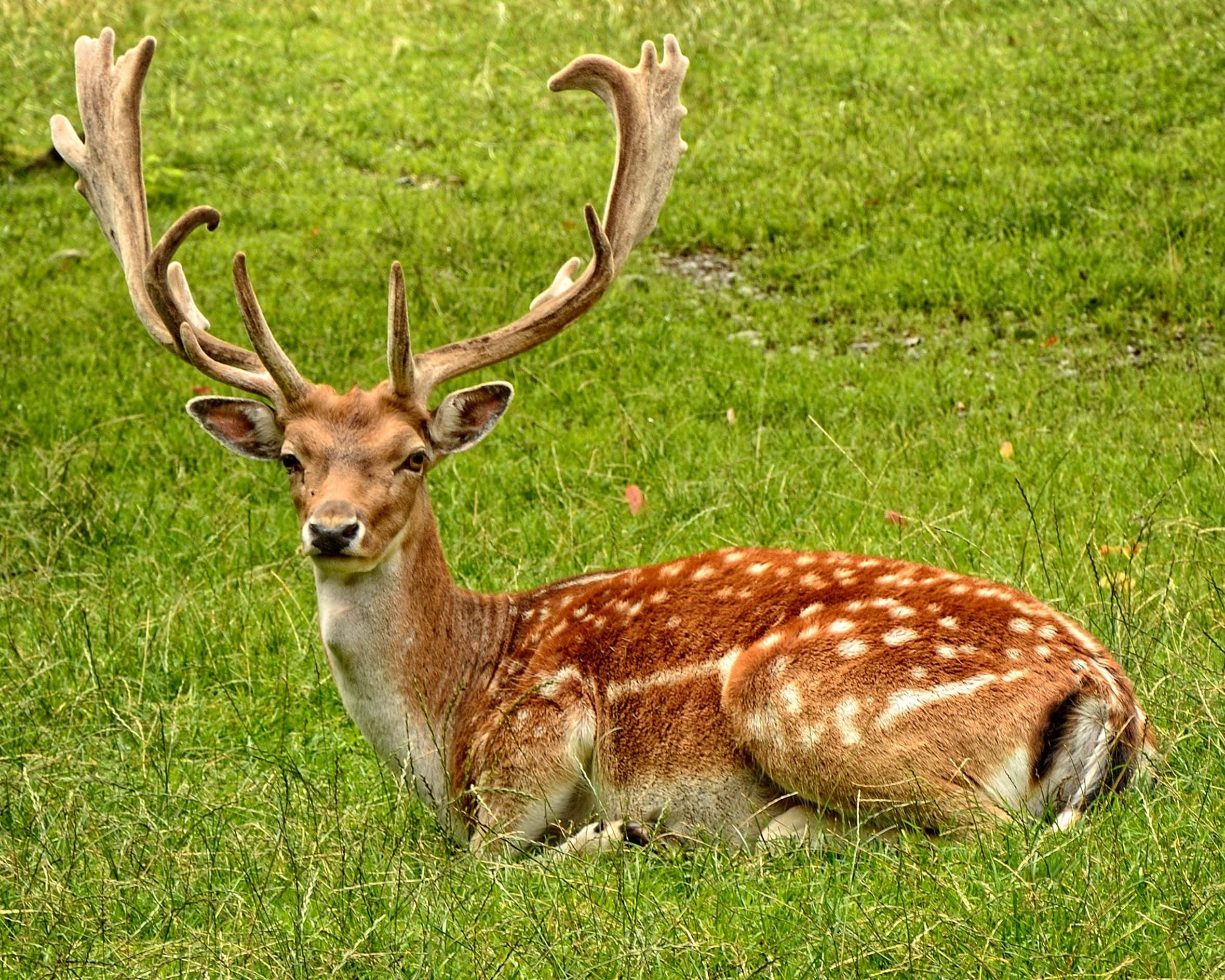 Wildlife Conservation 桌布 壁紙 — 一頭雄偉的成年雄性黇鹿，長著巨大的分枝鹿角，在充滿活力的綠色草地上平靜地休息。