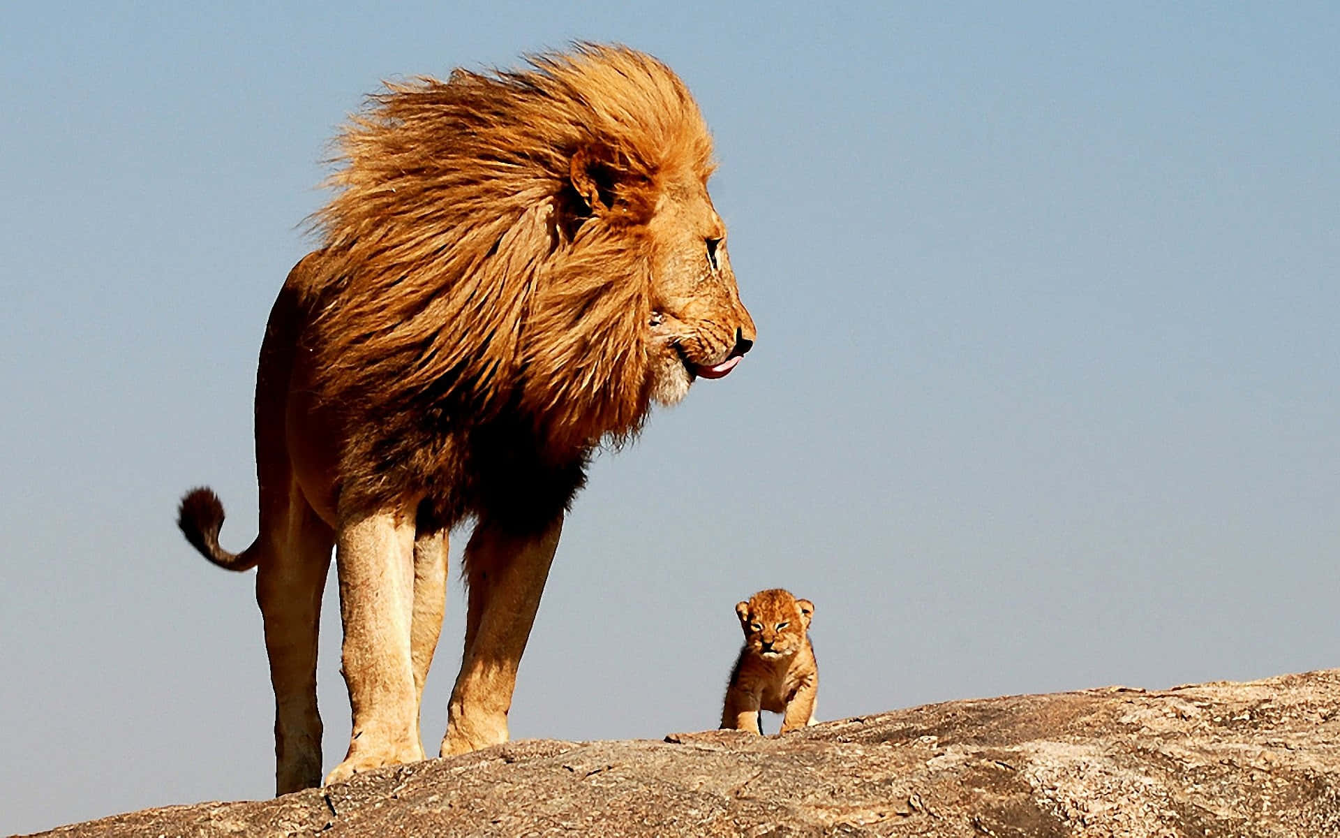 African Wildlife 桌布 壁紙 — 一頭雄偉的成年雄獅，擁有濃密的鬃毛，高高站在岩石露頭上，俯瞰廣闊的平原，而一頭小獅子則在晴朗的藍天下好奇地從他旁邊探出頭來。