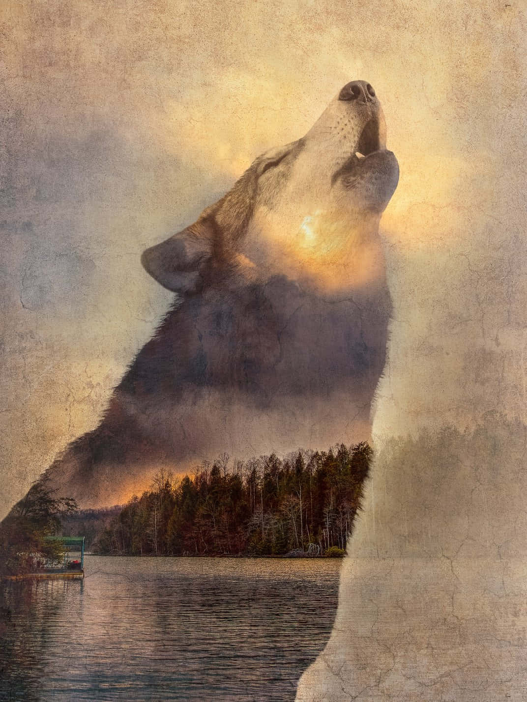Wolf In Sunset 桌布 壁紙 — 一頭雄偉的狼向上嚎叫，金色的光芒從牠的胸口散發，照耀在寧靜的湖泊和樹木繁茂的岸邊。
