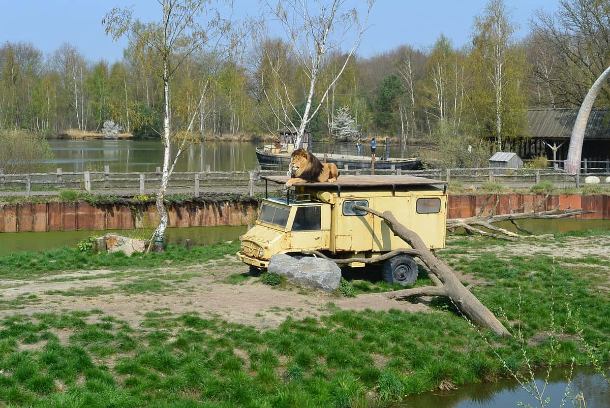 Tilburg 桌布 壁紙 — 一頭雄偉的獅子躺在一輛黃色野生動物園卡車上，位於一個有草地、平靜池塘和白樺樹的動物園圍欄內。