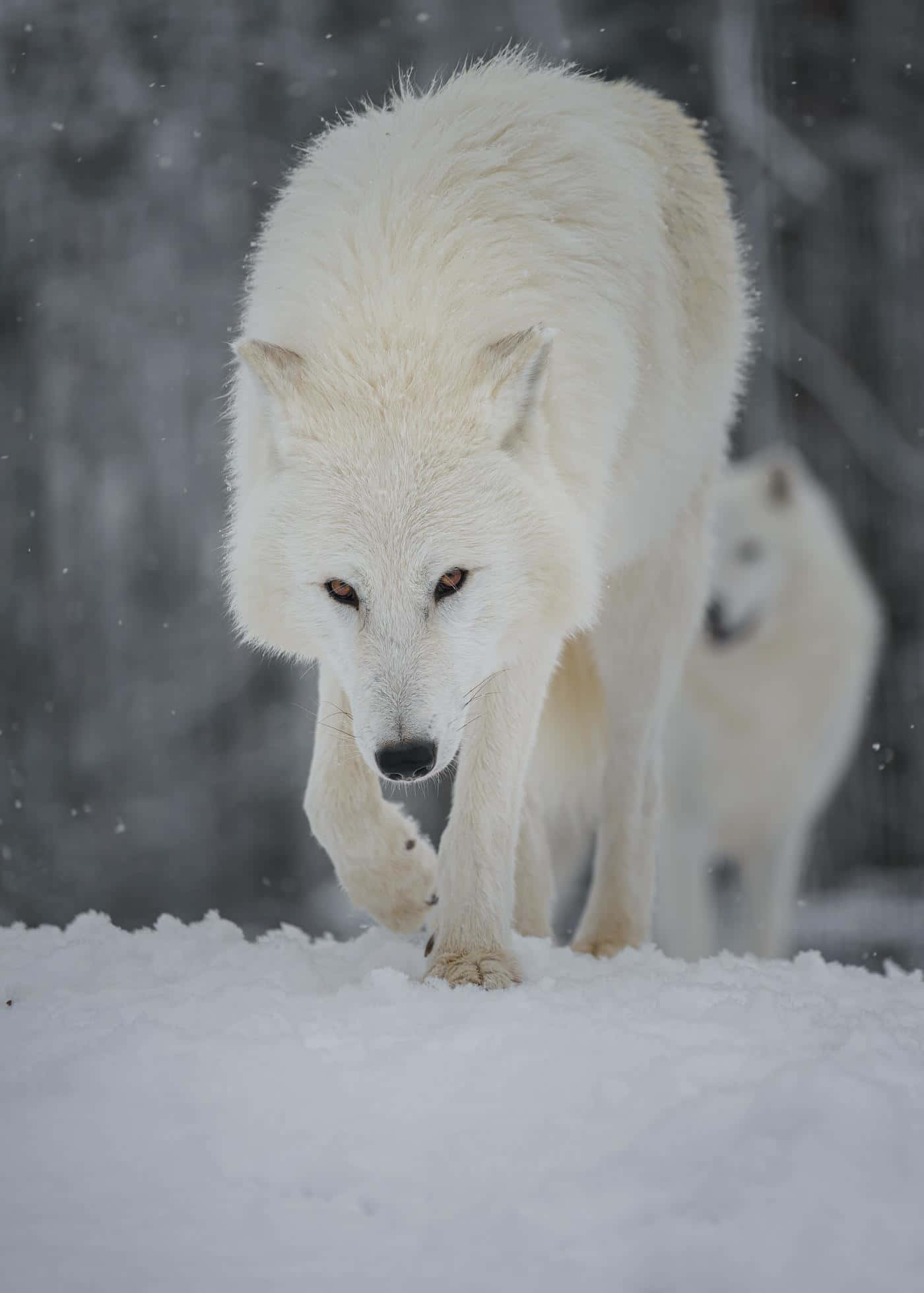 Wolf In Winter 桌布 壁紙 — 一頭雄偉的白狼在深雪中向前邁進，身後可見另一頭狼，身處冬日森林。