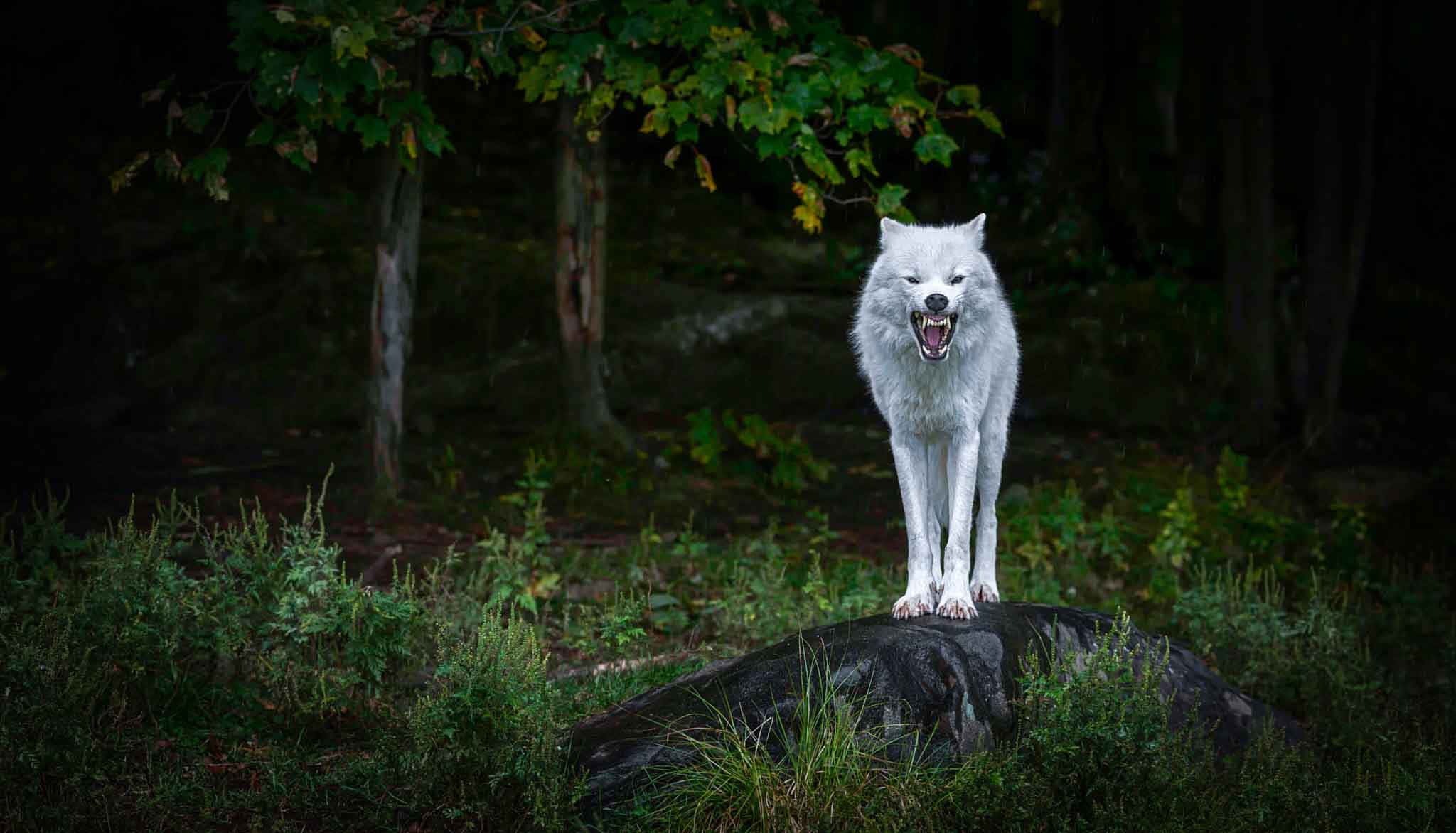 Angry Wolf 桌布 壁紙 — 一頭雄偉的白狼站在陰暗森林中長滿苔蘚的岩石上，張開嘴巴發出兇猛的嚎叫。