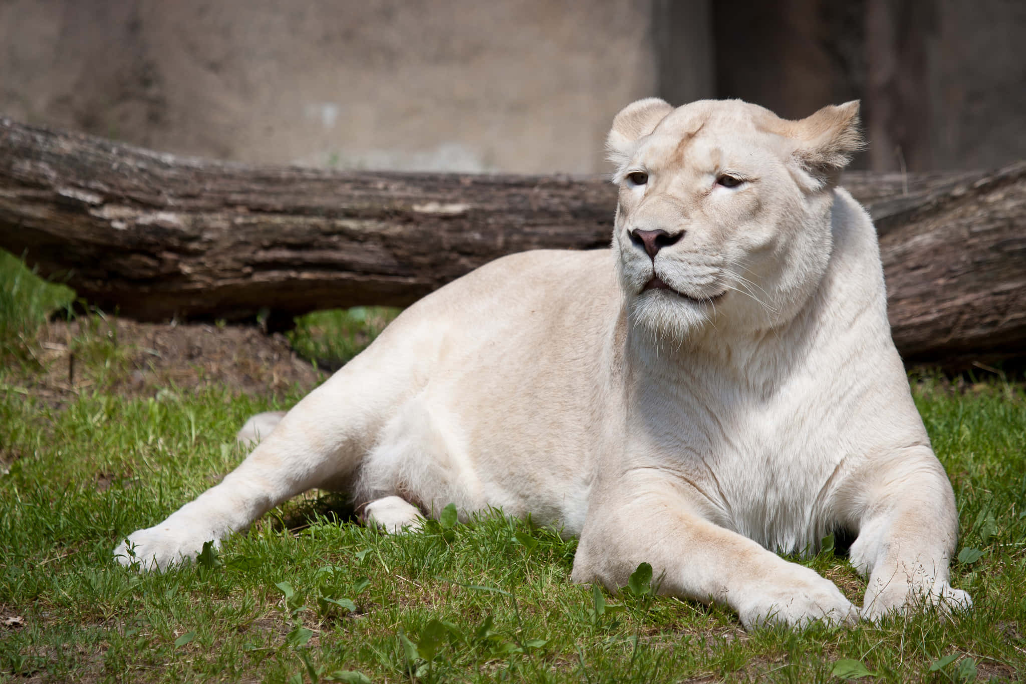 Lions 桌布 壁紙 — 一頭雄偉的白獅子安靜地躺在大倒木下的鮮綠草地上休息。