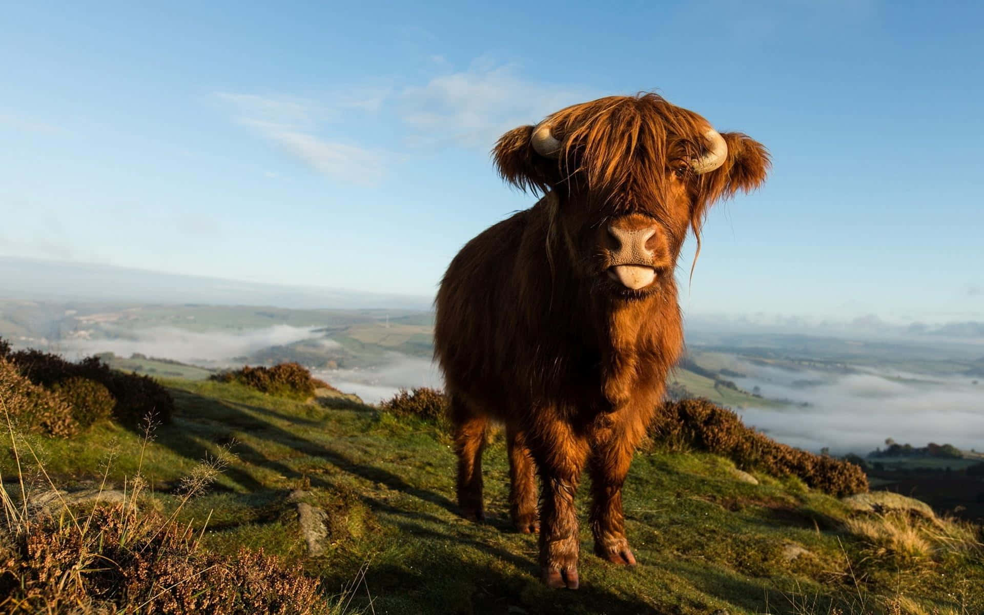 Highland Cow 桌布 壁紙 — 一頭雄偉的蘇格蘭高地牛，披著蓬鬆的棕色毛髮，站在陽光照耀的山坡上，俯瞰黎明時分霧氣瀰漫的山谷。