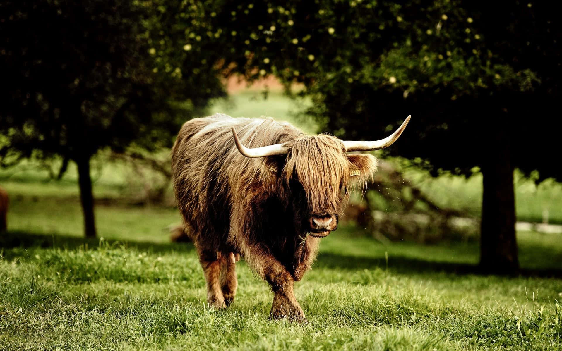 Highland Cow 桌布 壁紙 — 一頭雄偉的蘇格蘭高地牛，長著蓬鬆的長毛和彎曲的角，站在陽光明媚、樹木環繞的草地上。