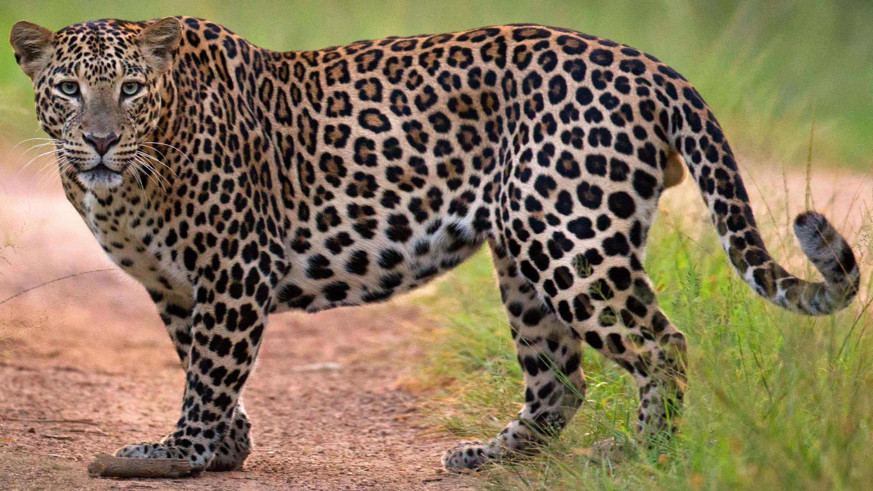 Beautiful Wildlife 桌布 壁紙 — 一頭雄偉的豹子，身上帶有複雜的斑點皮毛，自信地沿著一條陽光普照、兩旁長滿翠綠青草的泥路前行。