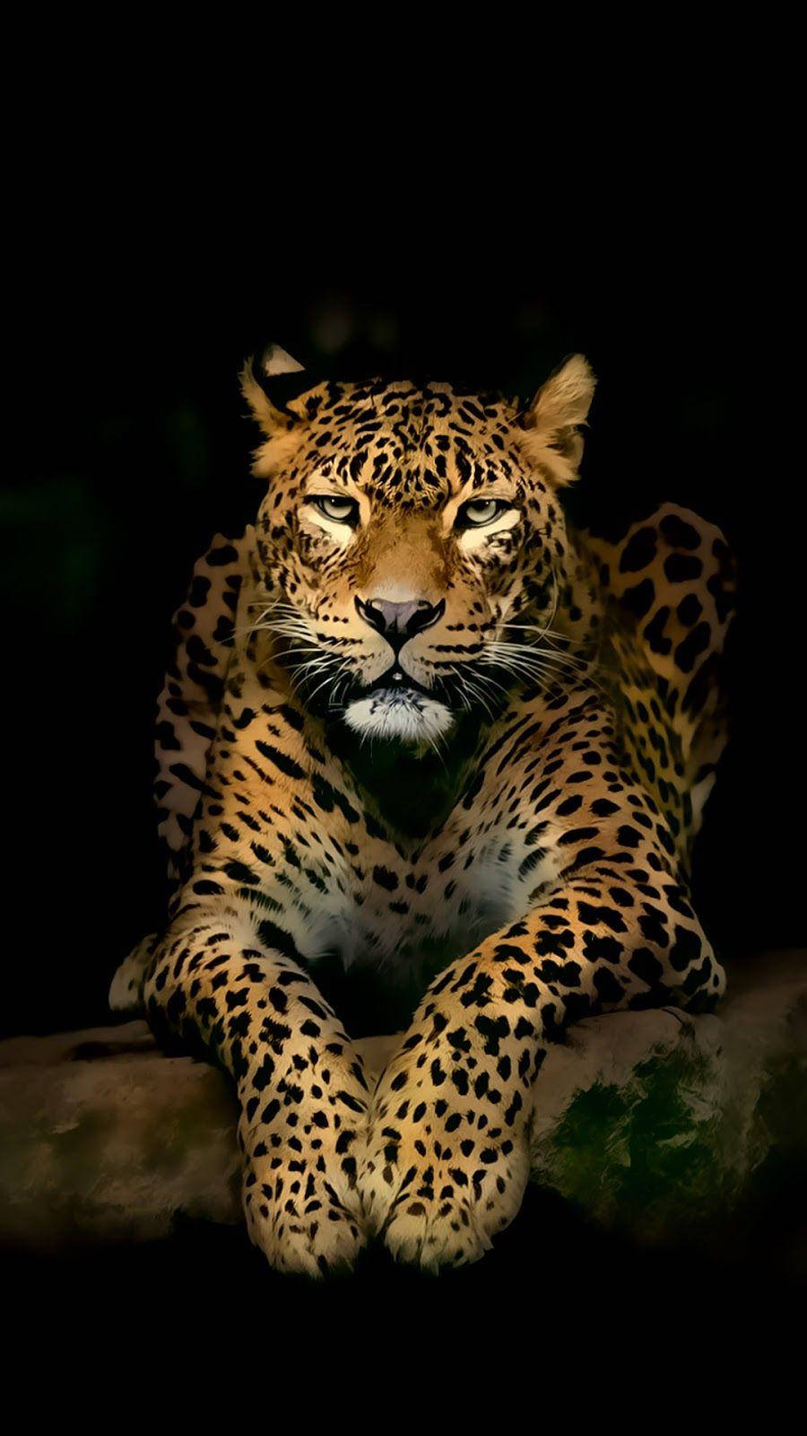harimau 桌布 壁紙 — 一頭雄偉的金色皮毛帶有黑色玫瑰斑點的花豹，在漆黑的森林中，被聚焦的光線照亮，目光銳利地凝視。
