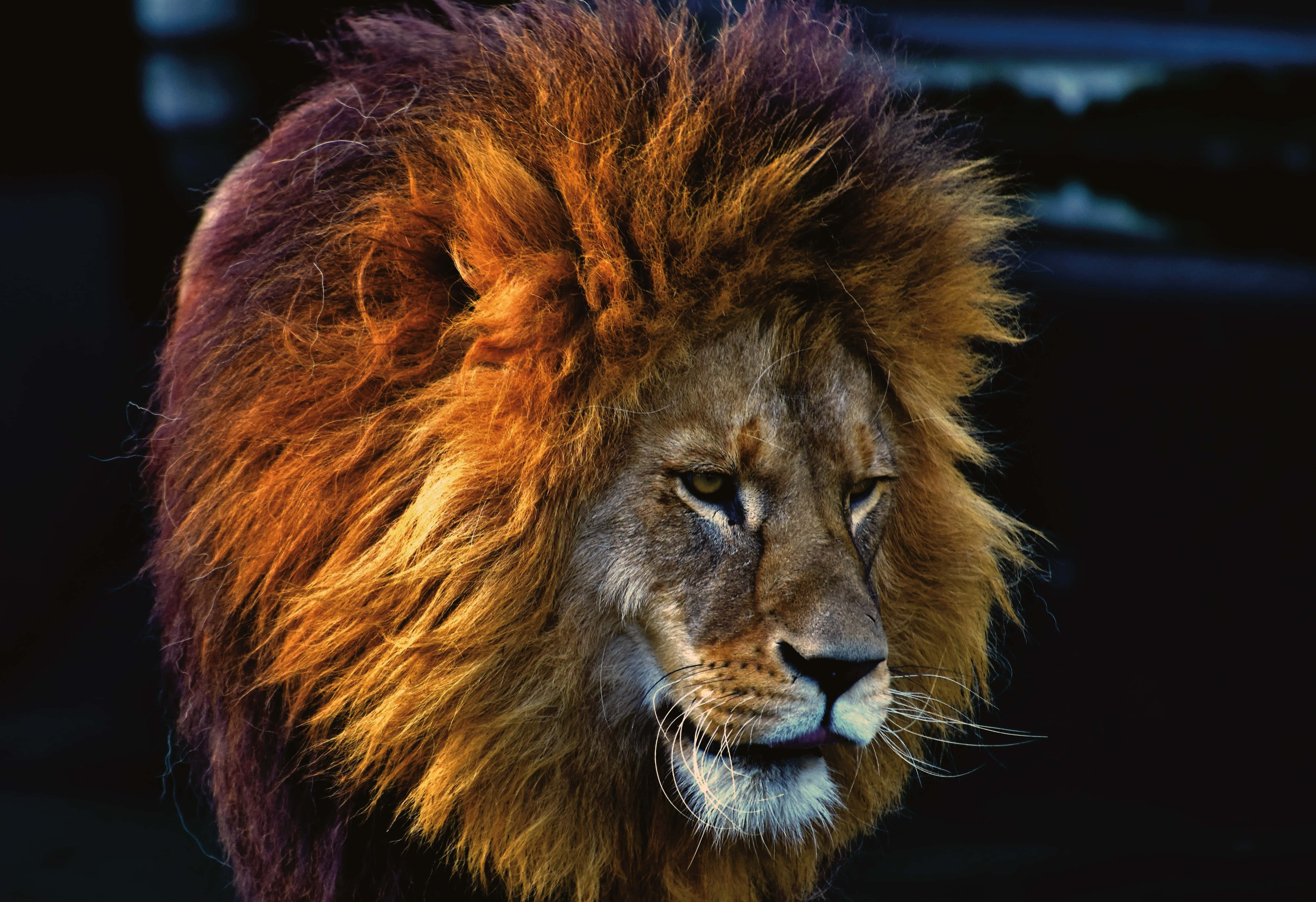 Lions 桌布 壁紙 — 一頭雄偉的雄獅，擁有濃密的金色鬃毛，在黑暗模糊的背景下凝視著。