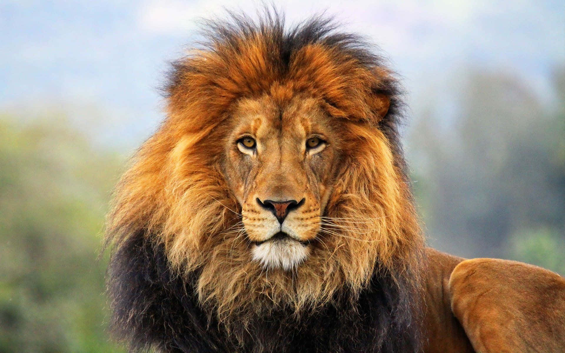 Lion Of Judah 桌布 壁紙 — 一頭雄偉的雄獅，擁有濃密的金色鬃毛，在柔和模糊的稀樹草原背景下專注地凝視。