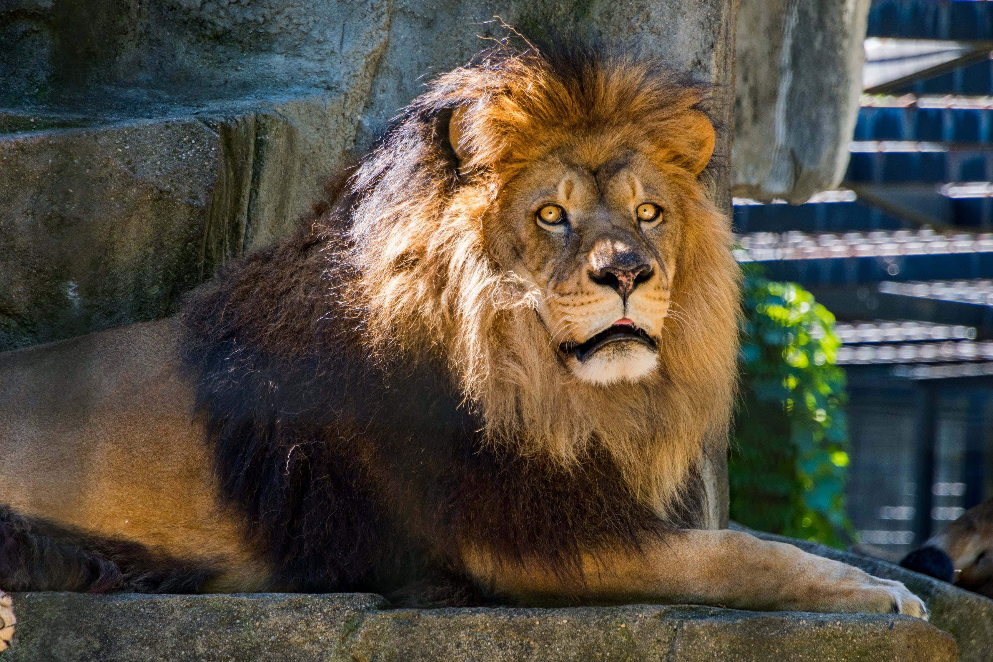 Lions 桌布 壁紙 — 一頭雄偉的雄獅，擁有濃密的金色鬃毛，威嚴地躺在石頭上，在明亮的陽光下凝視著。