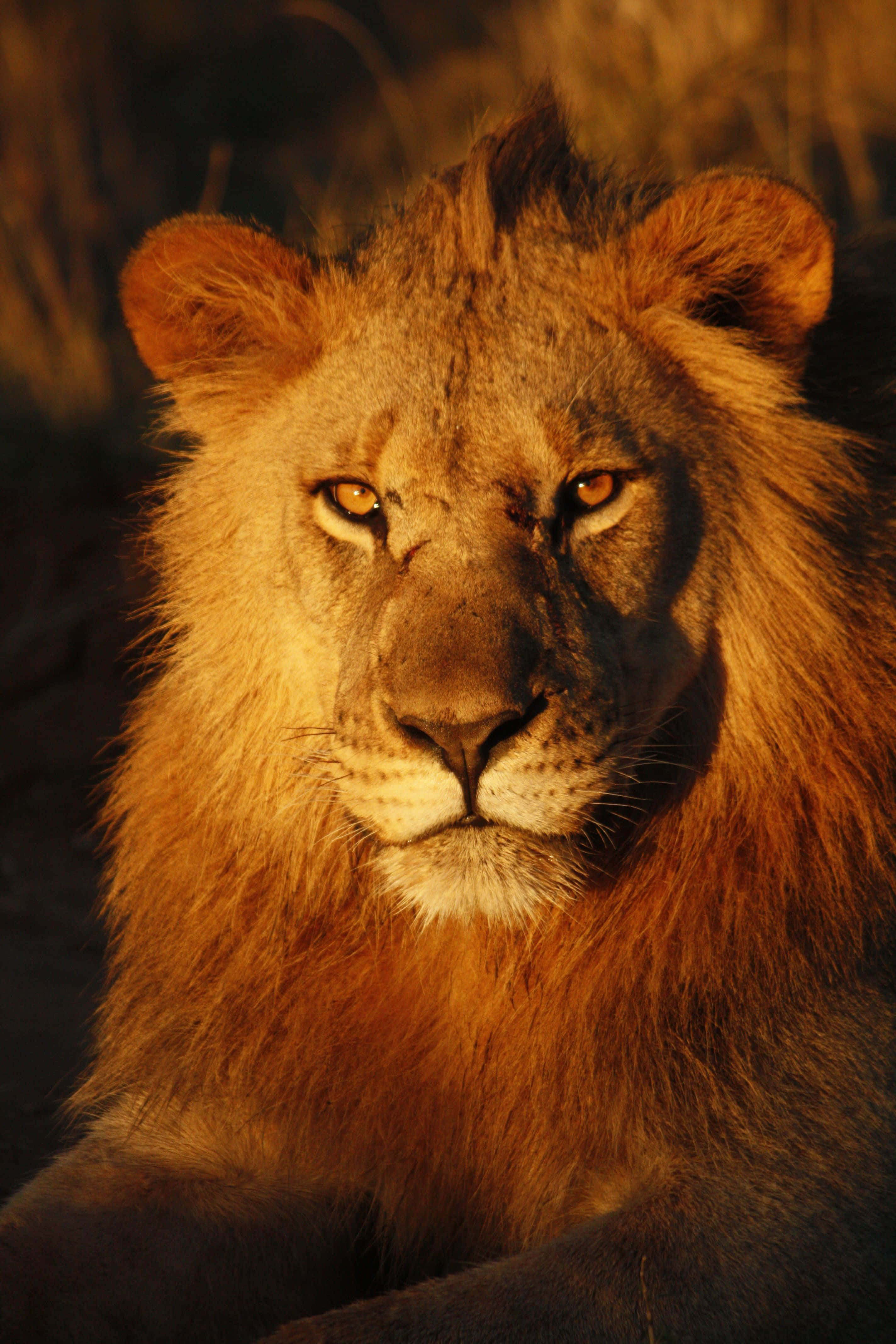 Lions 桌布 壁紙 — 一頭雄偉的雄獅，擁有金色鬃毛，在溫暖的黃金時刻光線下專注地凝視著鏡頭。