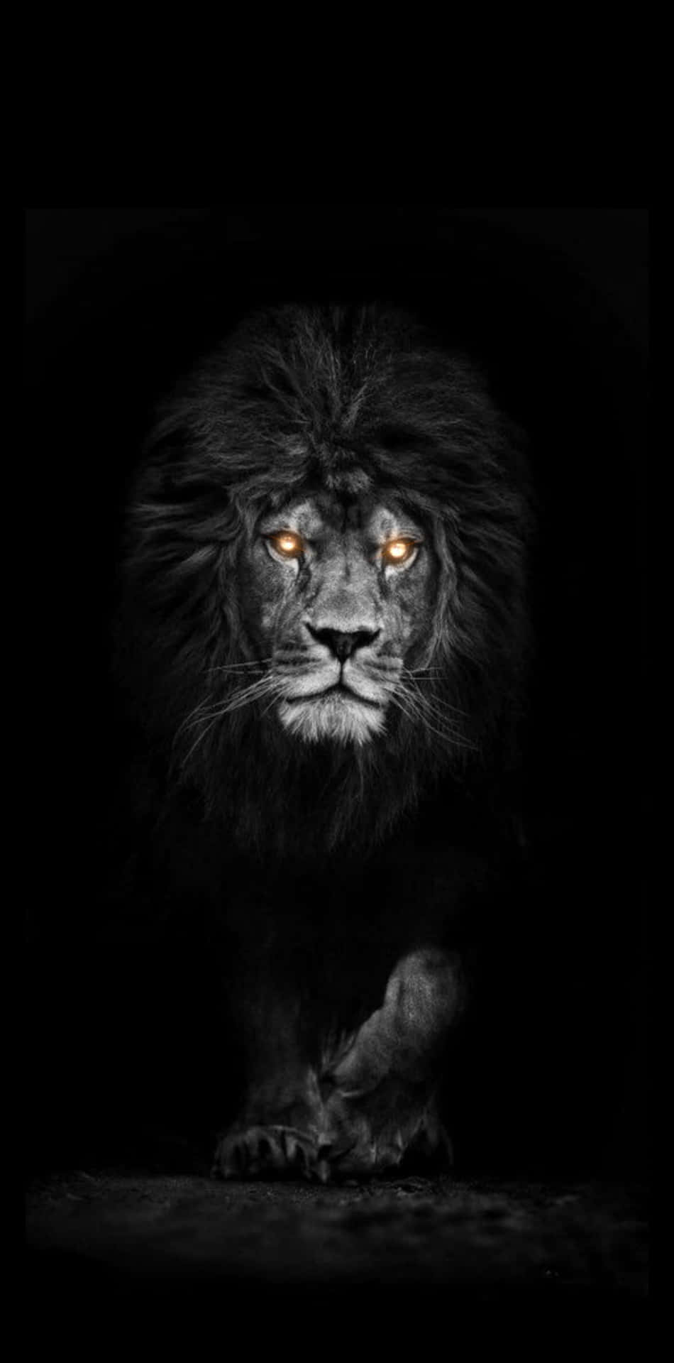 Black Lion 桌布 壁紙 — 一頭雄偉的雄獅，琥珀色的眼睛在黑暗中閃爍著光芒，牠的鬃毛和爪子在一片漆黑中顯得格外明亮。
