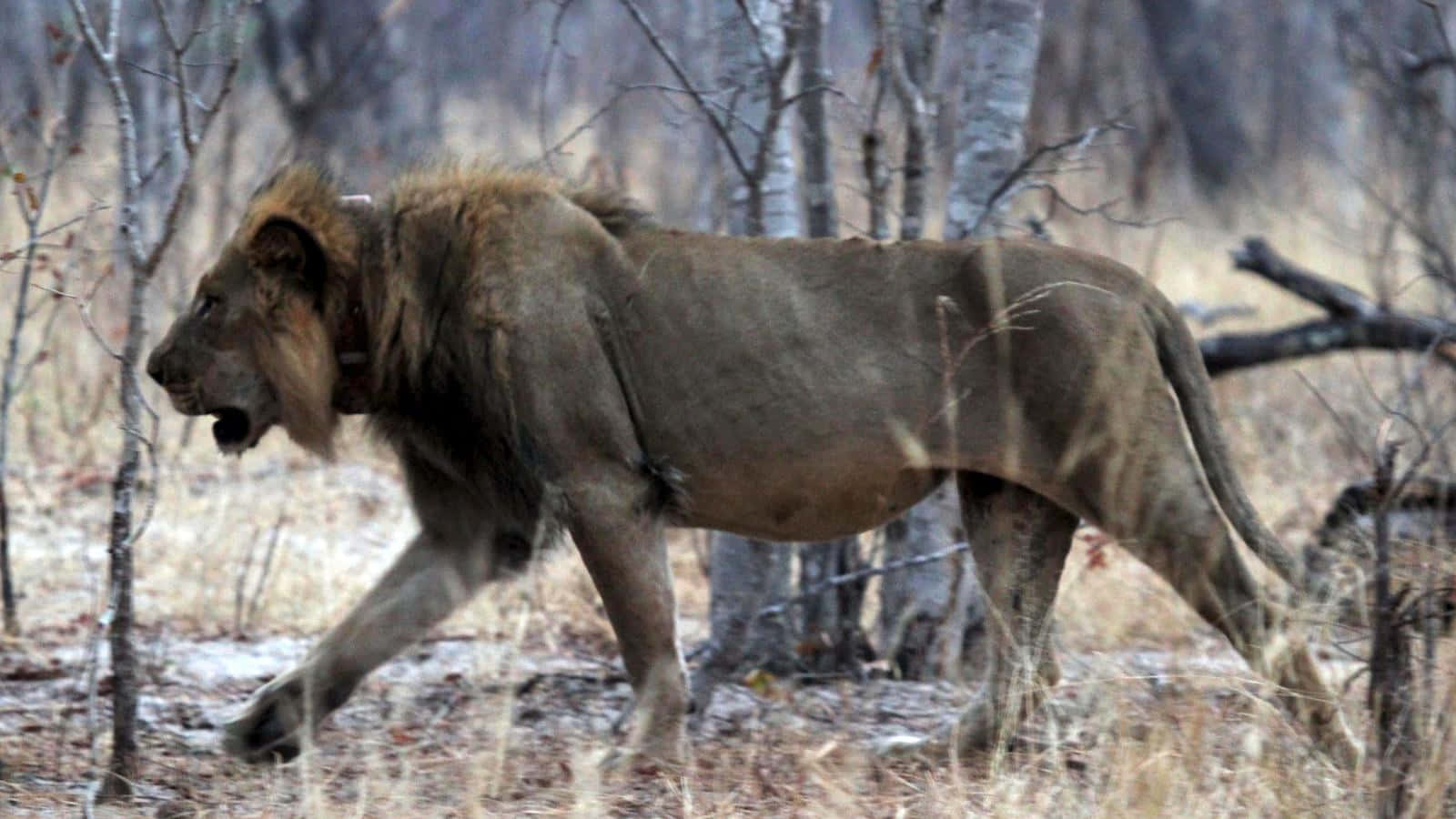 African Wildlife 桌布 壁紙 — 一頭雄偉的雄獅在陽光明媚的稀樹草原上，強而有力地走過乾草和光禿的樹木。