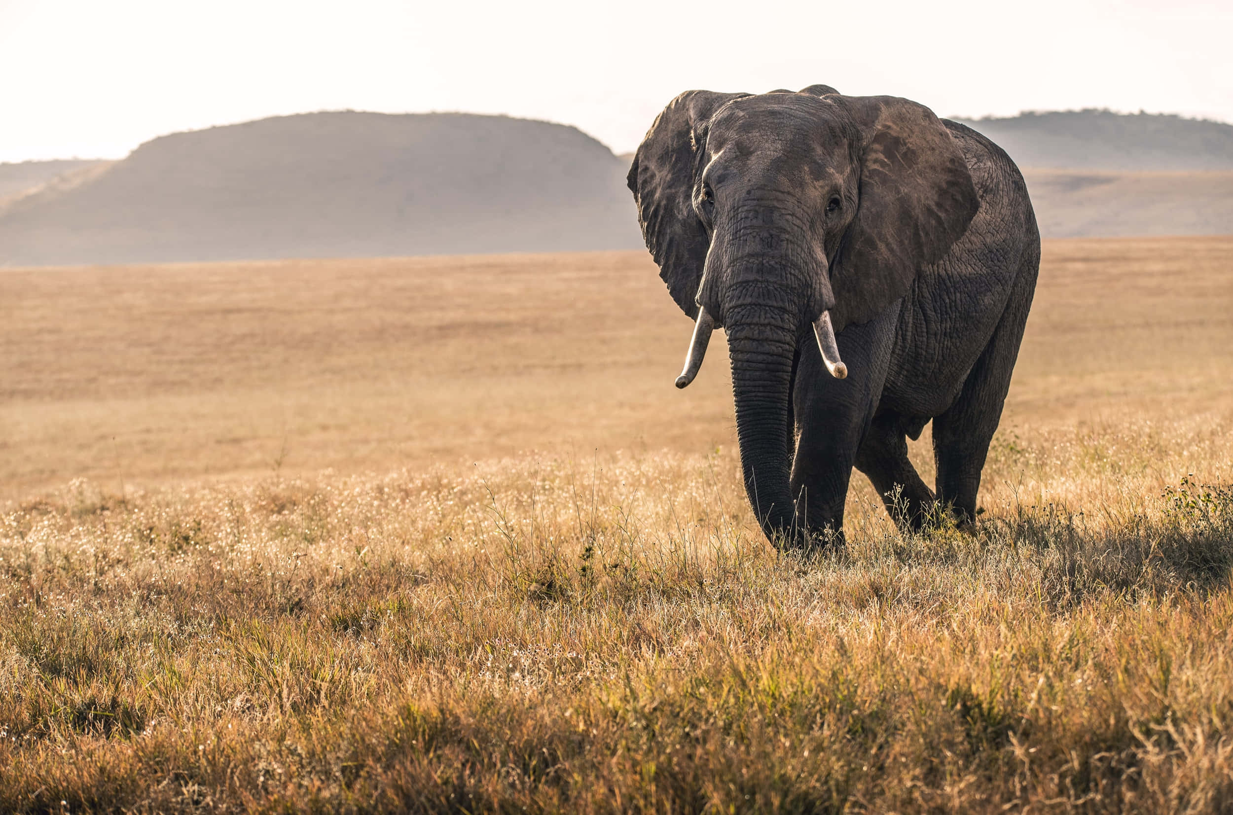 African Wildlife 桌布 壁紙 — 一頭雄偉的非洲大象，擁有巨大的耳朵和象牙，在柔和的日出天空下穿過金色的草原。