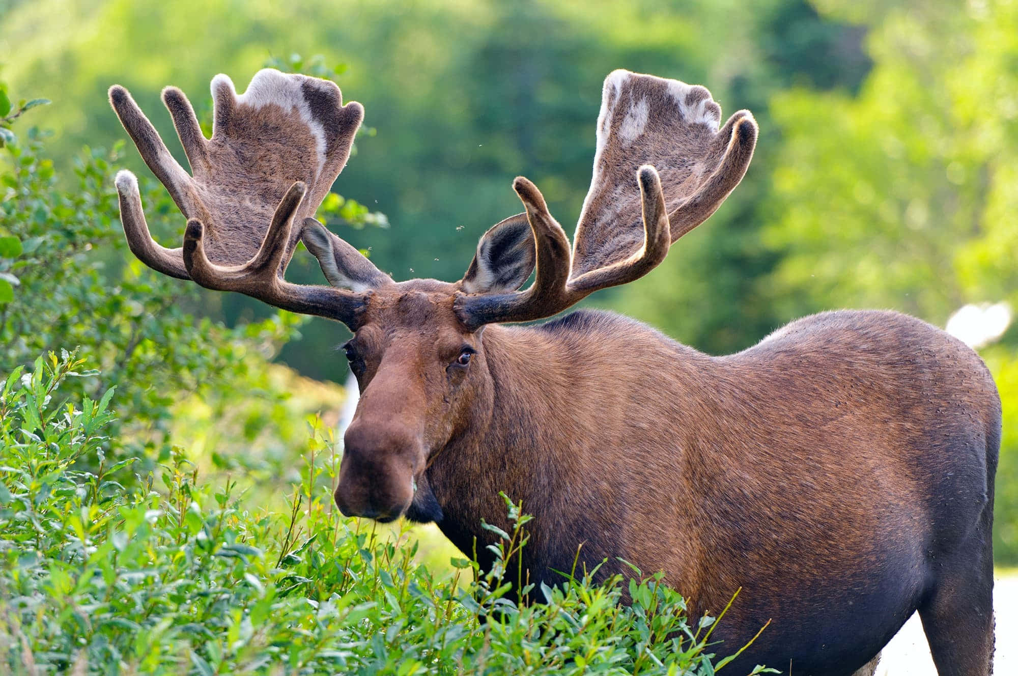 moose 桌布 壁紙 — 一頭雄偉的駝鹿，長著巨大的鹿角，站在陽光普照的森林空地中，周圍是茂密的綠色樹葉。