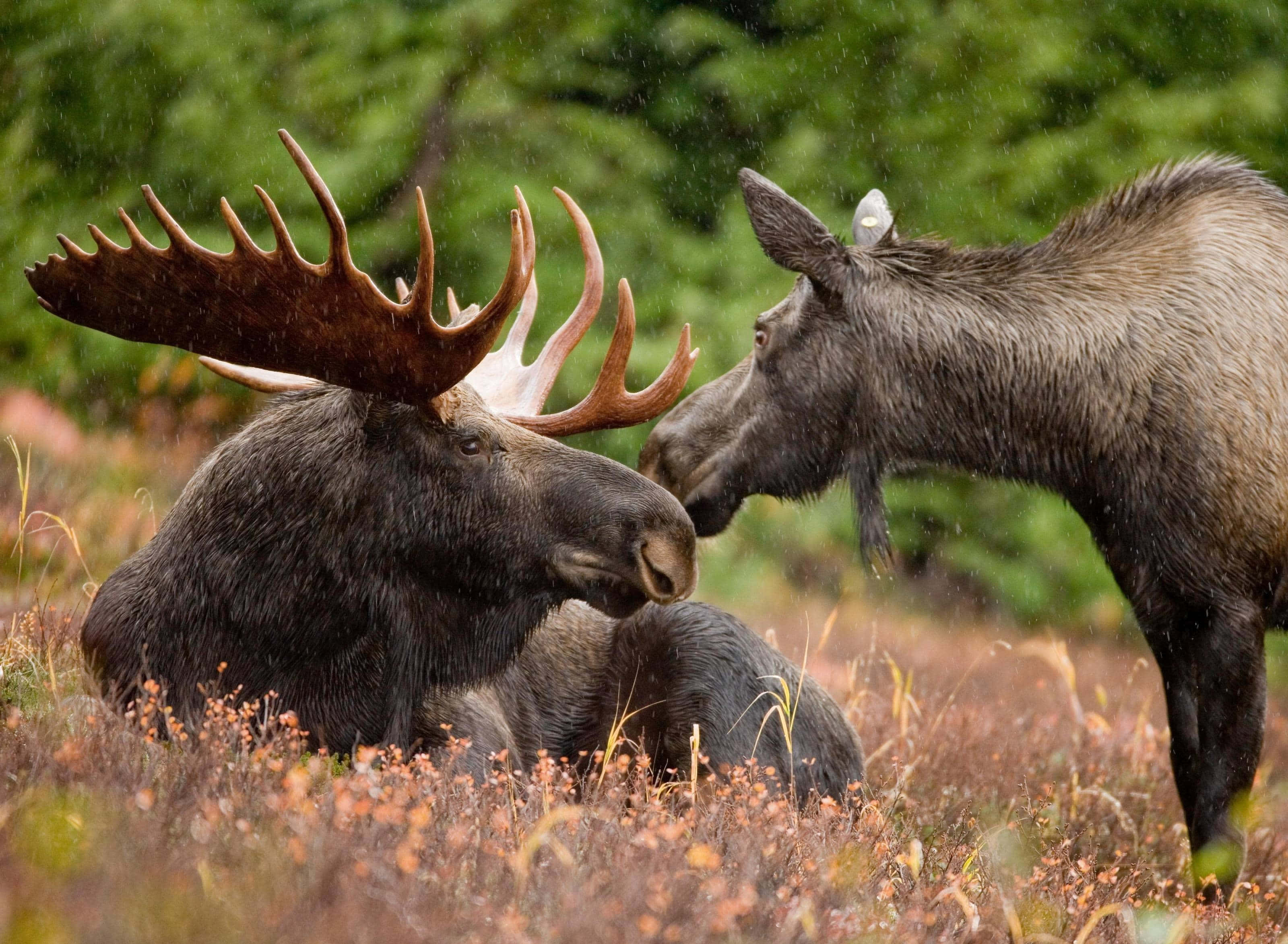 moose 桌布 壁紙 — 一頭雄偉的駝鹿帶著巨大的鹿角在秋天的草地上休息，一頭雌性駝鹿在森林空地上輕蹭牠的脖子。