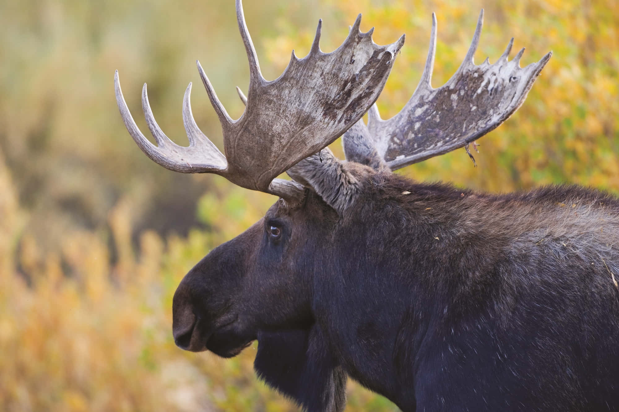 moose 桌布 壁紙 — 一頭雄偉的駝鹿帶著巨大的鹿角站在金色的秋田中，其深色的皮毛與溫暖的樹葉形成對比。