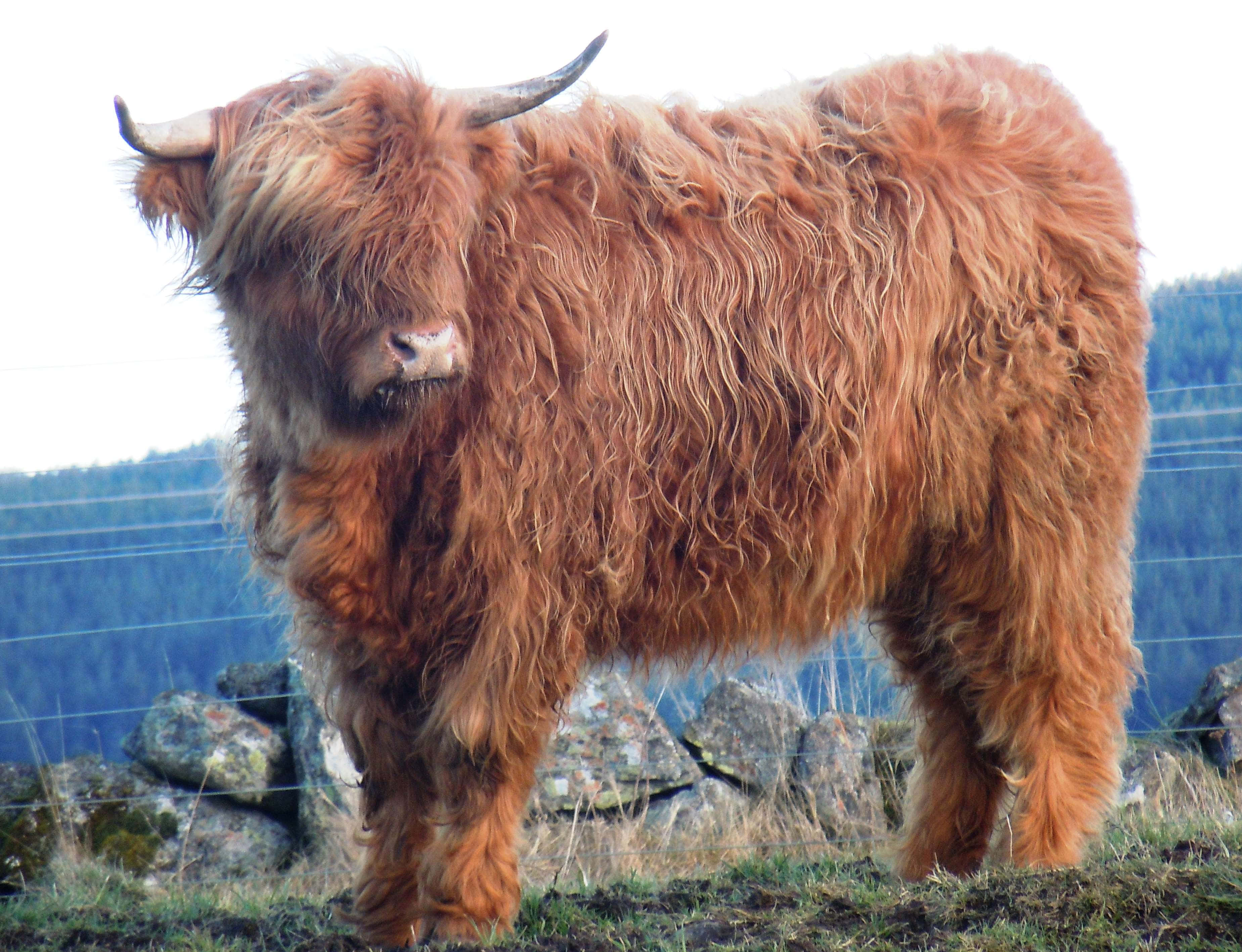 Highland Cow 桌布 壁紙 — 一頭雄偉的高地牛，擁有蓬鬆的紅棕色毛髮和彎曲的角，自豪地站在長滿草的山坡上，背景是石柵欄和樹木繁茂的山丘。