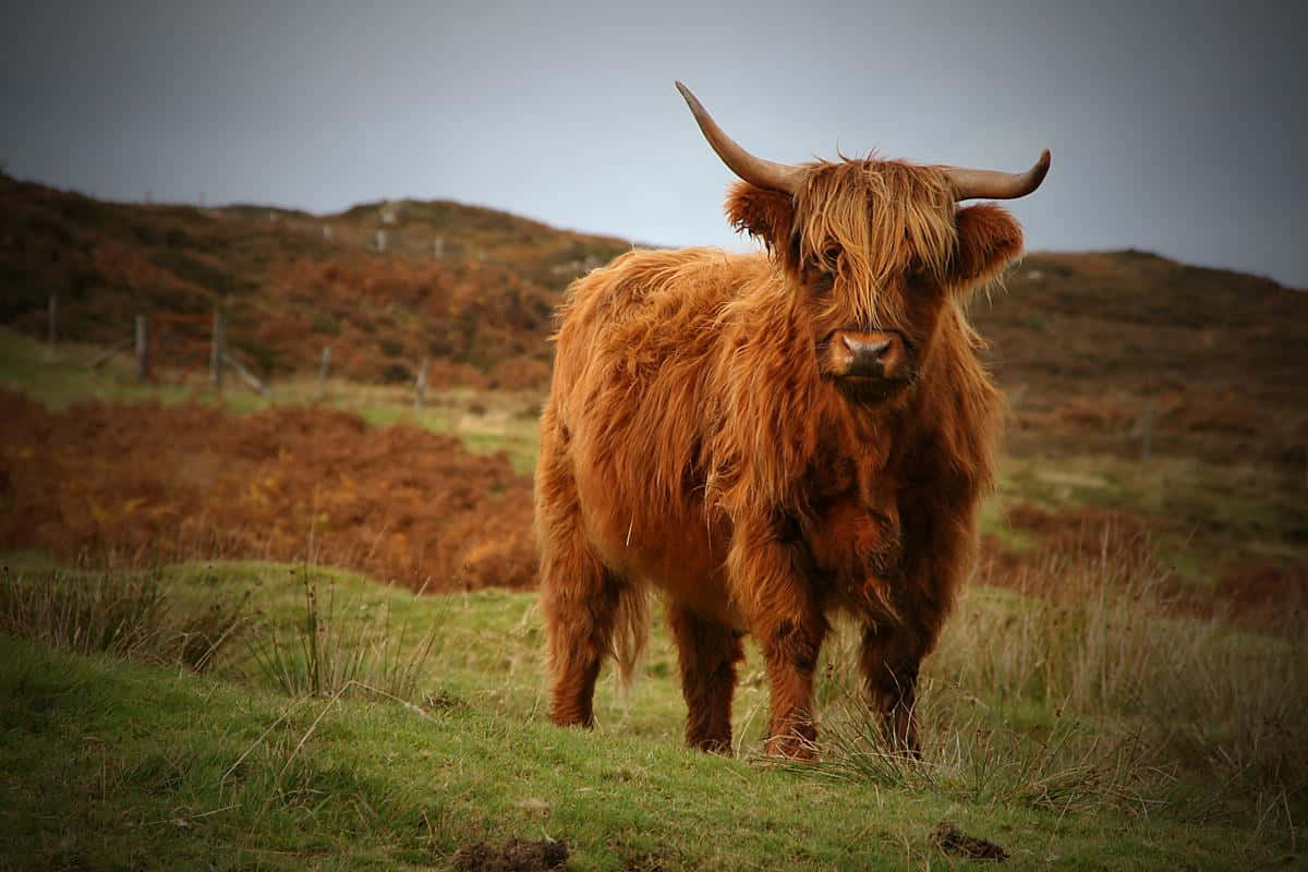 Highland Cow 桌布 壁紙 — 一頭雄偉的高地牛，擁有蓬鬆的紅棕色皮毛和彎曲的角，在陰天下的草地上警覺地站立。