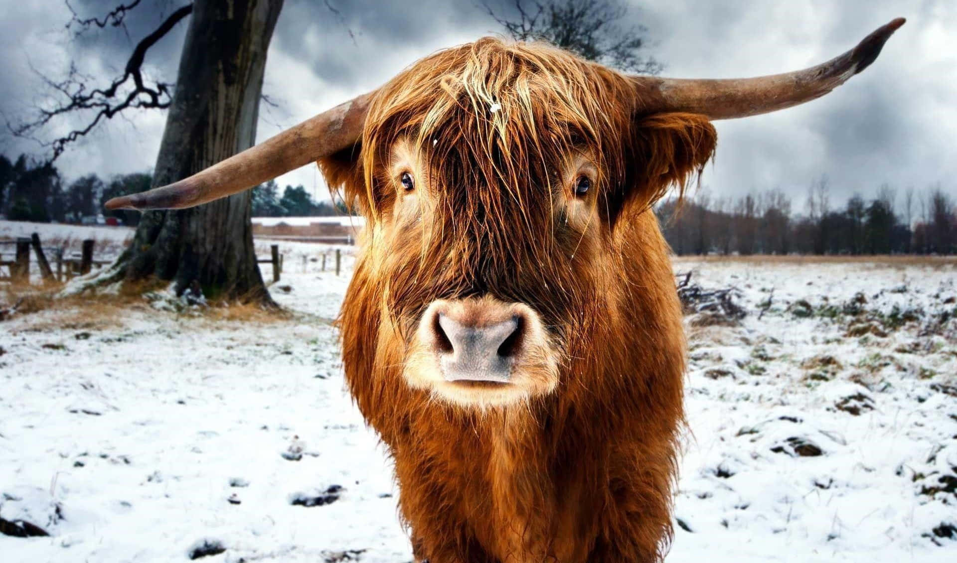 Highland Cow 桌布 壁紙 — 一頭雄偉的高地牛，長著彎曲的長角，在雪地裡直視鏡頭，天空多雲。