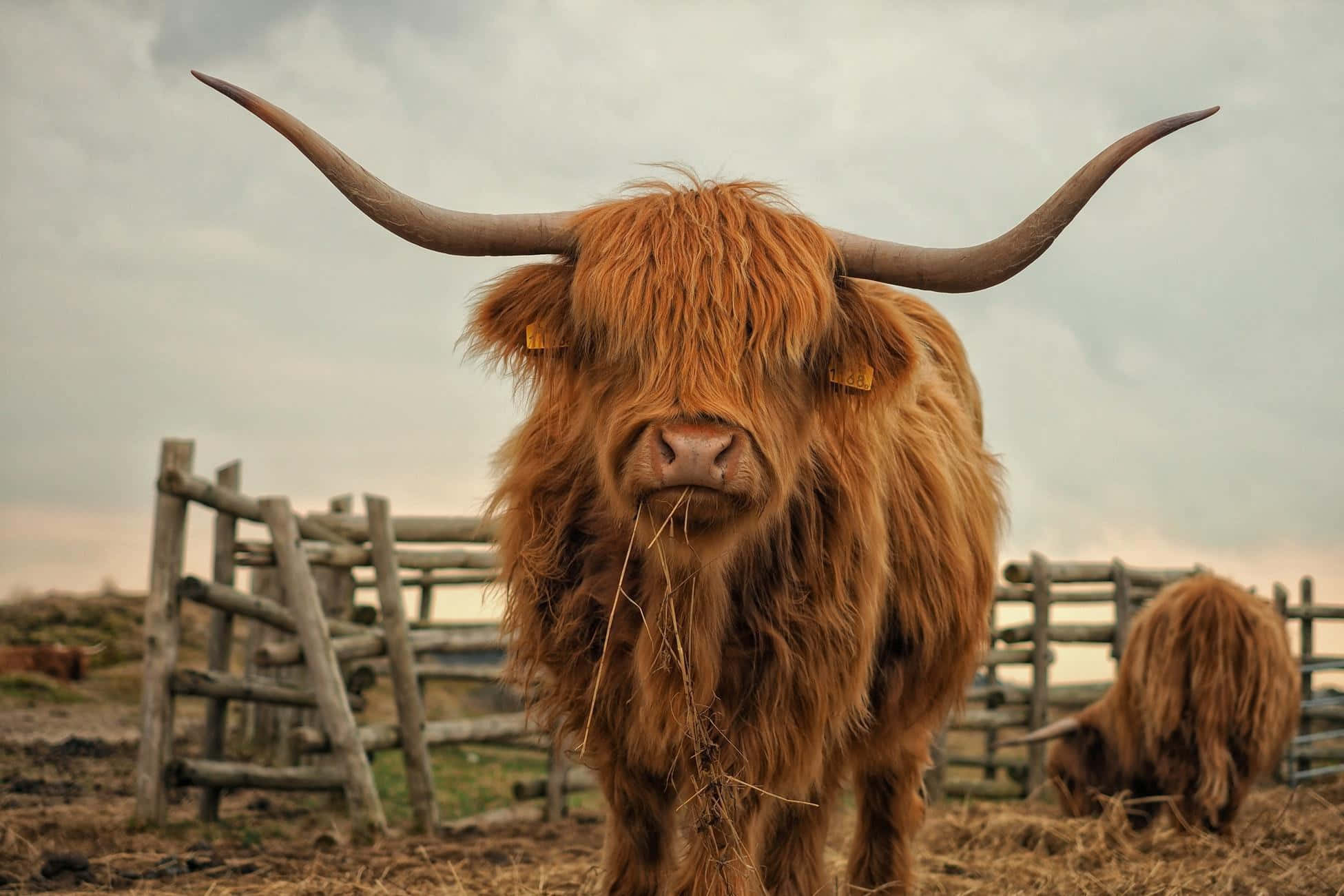 Highland Cow 桌布 壁紙 — 一頭雄偉的高地牛，長著彎曲的長角和蓬鬆的棕色皮毛，站在有圍欄的牧場上，天空多雲。