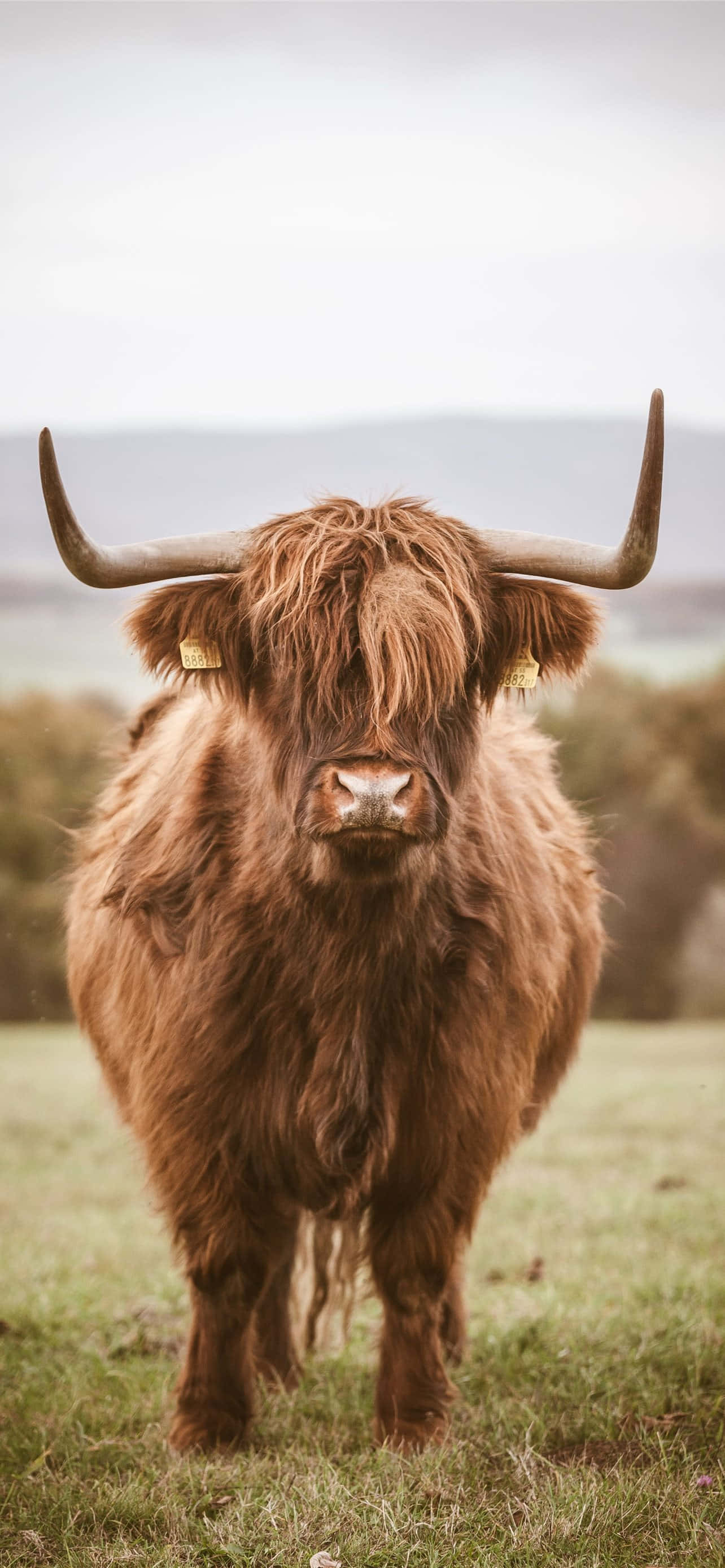 Brown Cow 桌布 壁紙 — 一頭雄偉的高地牛，長著蓬鬆的棕色長毛和彎曲的角，站在多雲天空下的草地上。