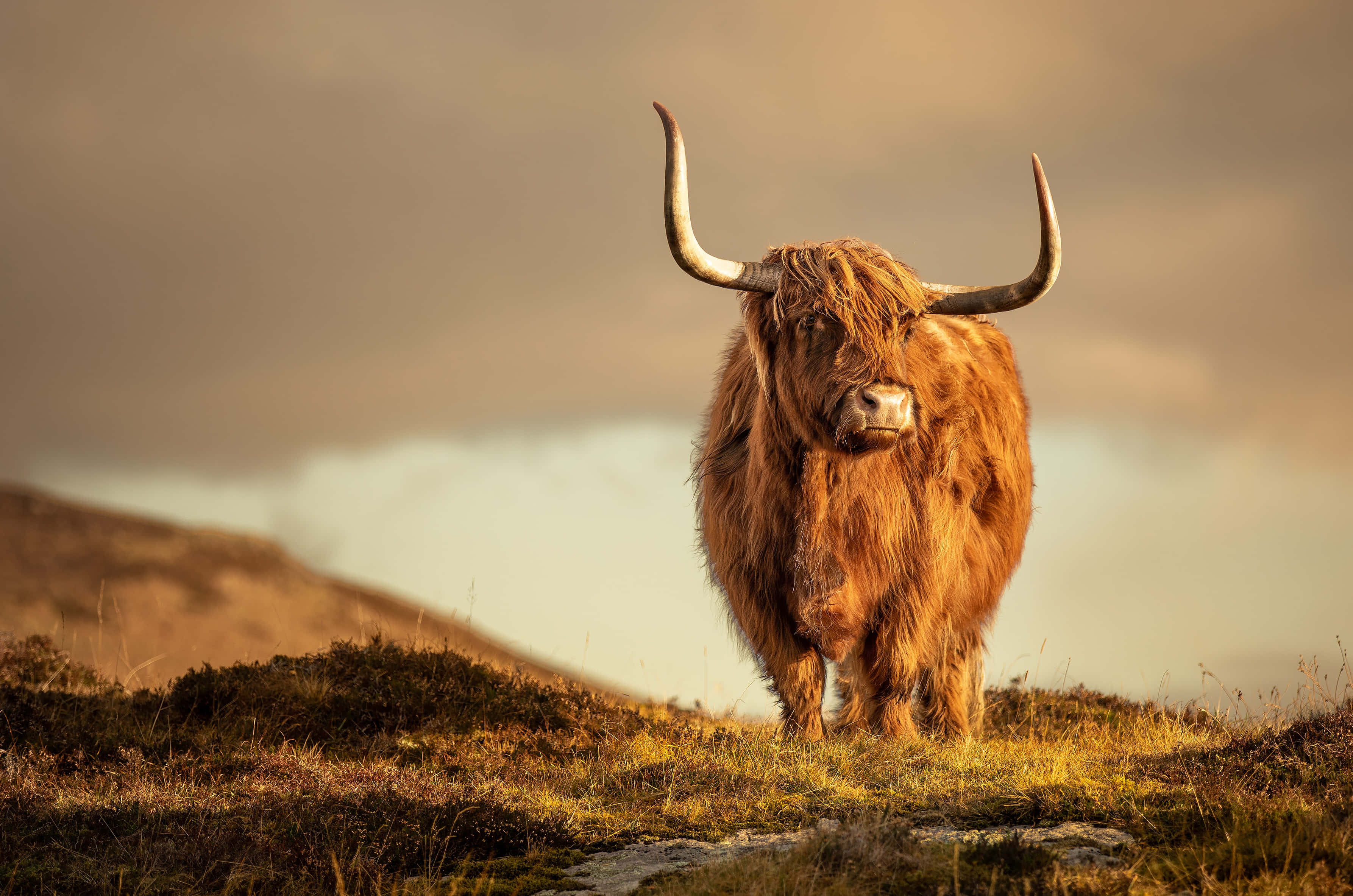 Brown Cow 桌布 壁紙 — 一頭雄偉的高地牛，長著蓬鬆的棕色長毛和彎曲的角，自豪地站在長滿青草的山丘上，背景是柔和的金色日落天空。