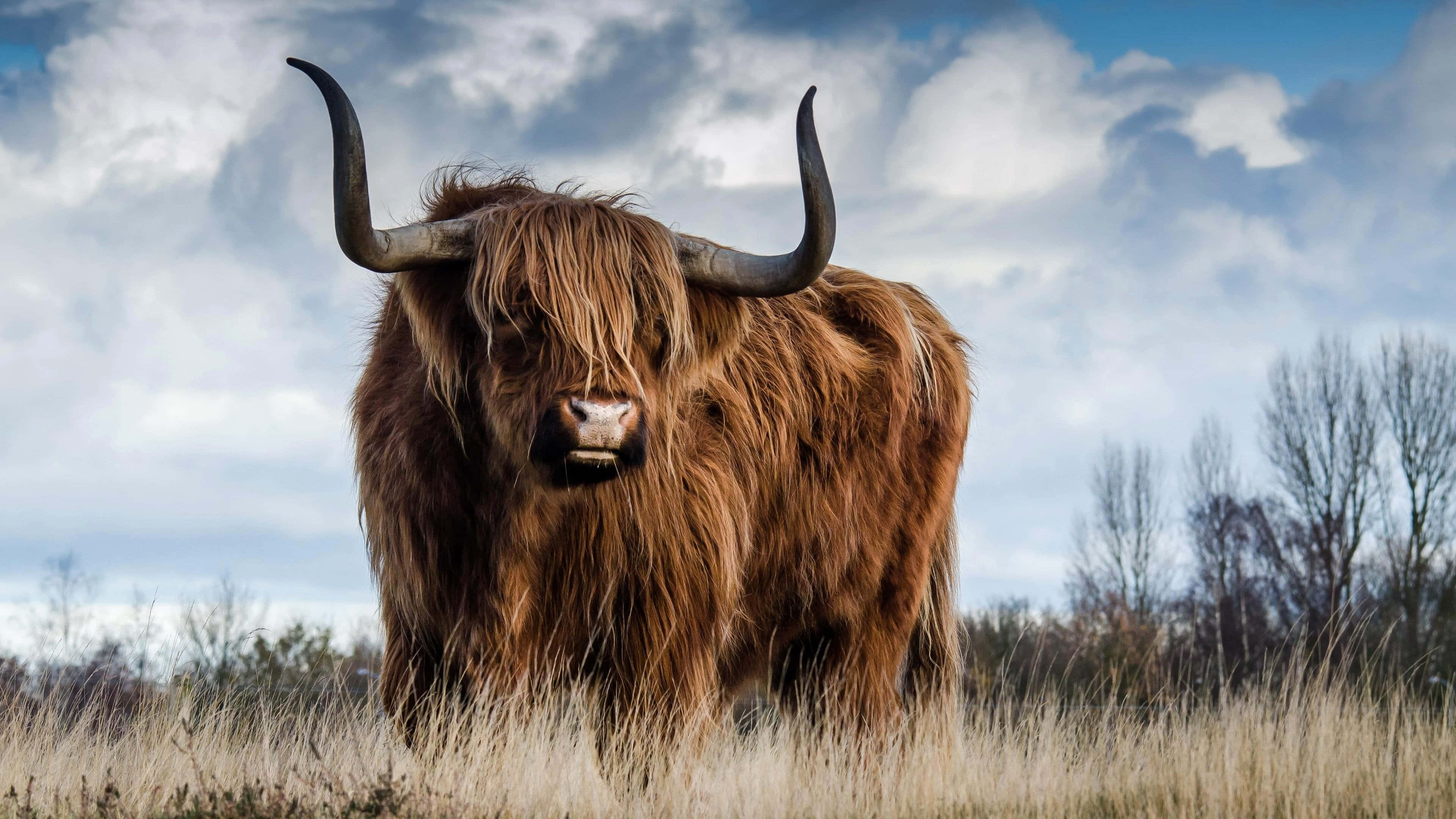 Highland Cow 桌布 壁紙 — 一頭雄偉的高地牛，長著蓬鬆的棕色長毛和彎曲的角，站在一片高高的乾草田中，天空多雲。