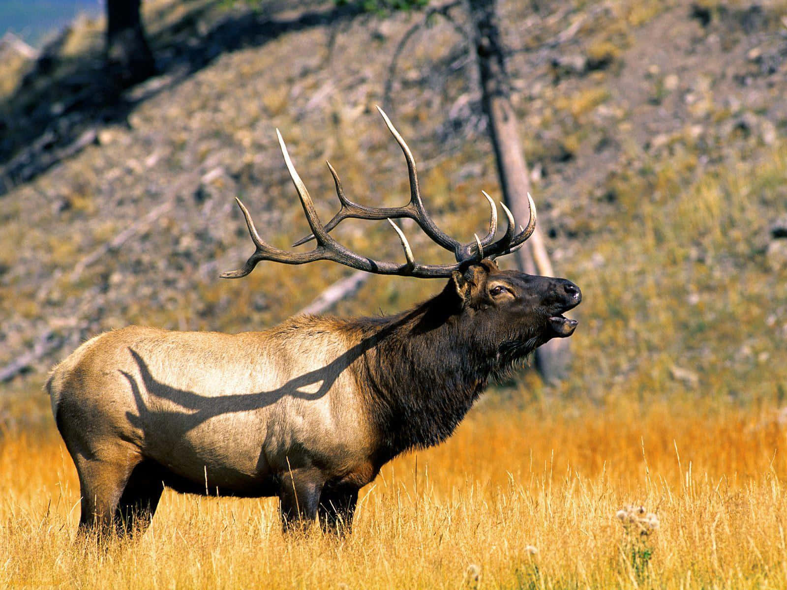 Wild Animals 桌布 壁紙 — 一頭雄偉的麋鹿，長著巨大的鹿角，站在陽光照耀的山坡上的金色草叢中，投下長長的影子。
