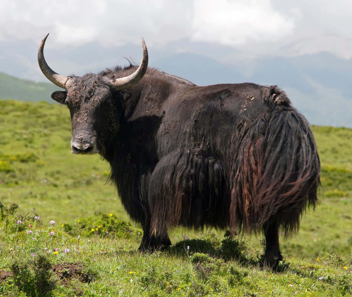 Yak 桌布 壁紙 — 一頭雄偉的黑氂牛，長著彎曲的角，站在陽光明媚、點綴著野花和遠山的綠色草地上。