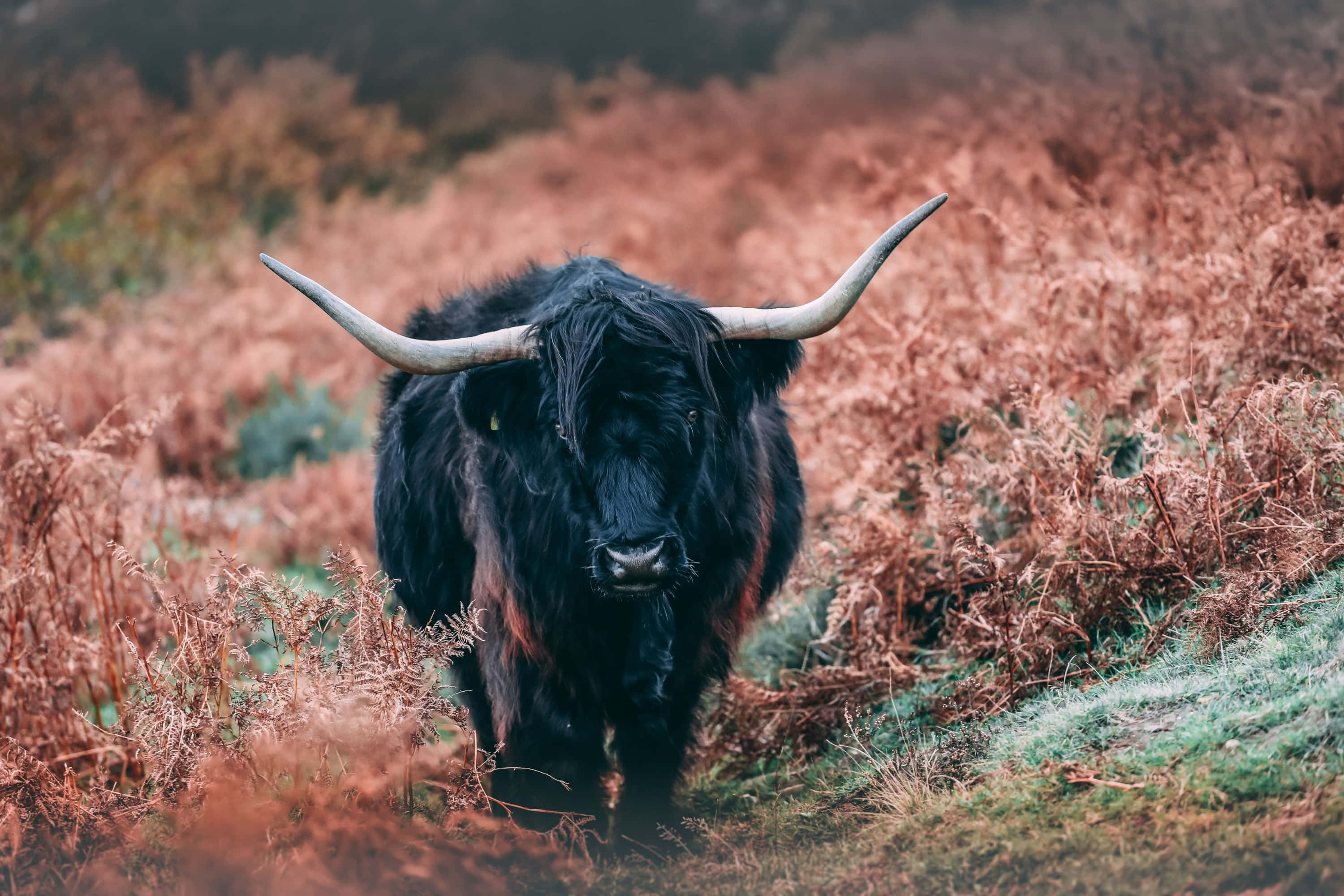 Yak 桌布 壁紙 — 一頭雄偉的黑色高地牛，長著彎曲的長角，站在鏽色蕨類植物叢中，沐浴在柔和的晨光下。