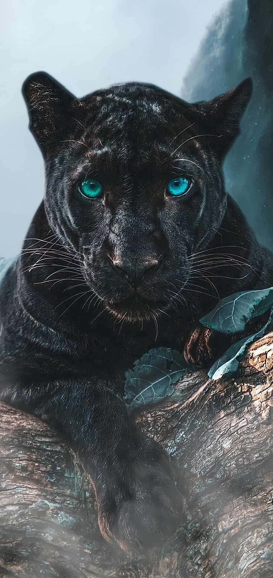 panther 桌布 壁紙 — 一頭雄偉的黑豹，閃爍著綠松石色的眼睛，棲息在霧氣森林中長滿苔蘚的樹枝上。
