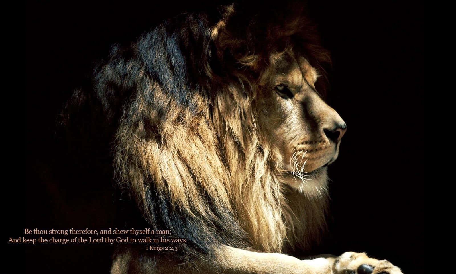 Lion Of Judah 桌布 壁紙 — 一頭雄獅側面沐浴在溫暖光線中，映襯著純黑背景，並疊加聖經經文。