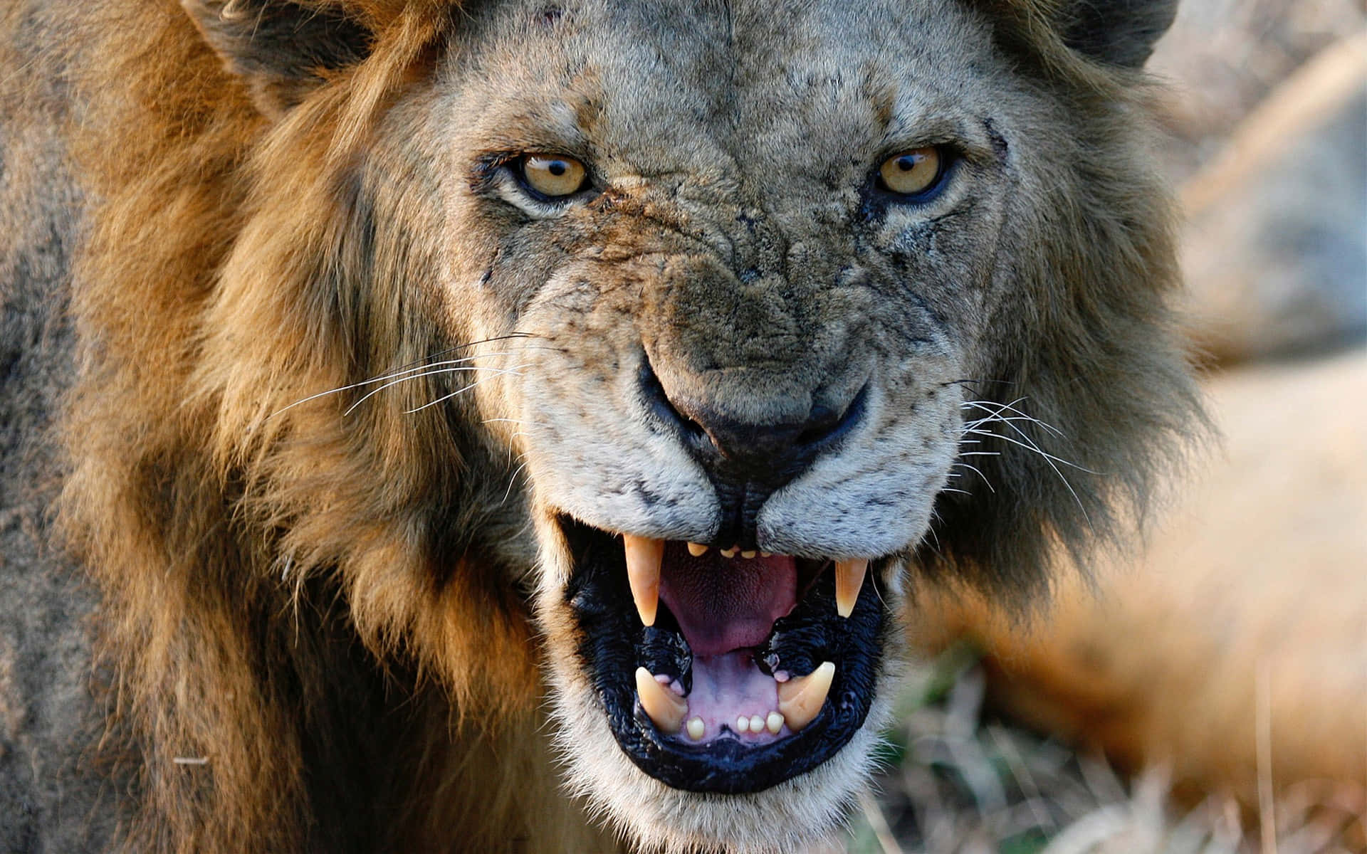 Lions 桌布 壁紙 — 一頭雄獅在模糊的稀樹草原背景下張牙咆哮，露出金色眼睛的特寫。