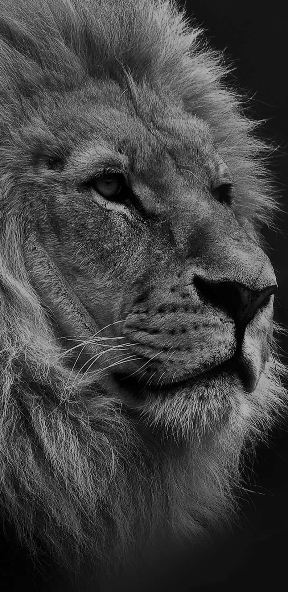 Black Lion 桌布 壁紙 — 一頭雄獅的單色面孔，在黑暗背景下以銳利細節捕捉，散發出原始力量和安靜的強烈感。